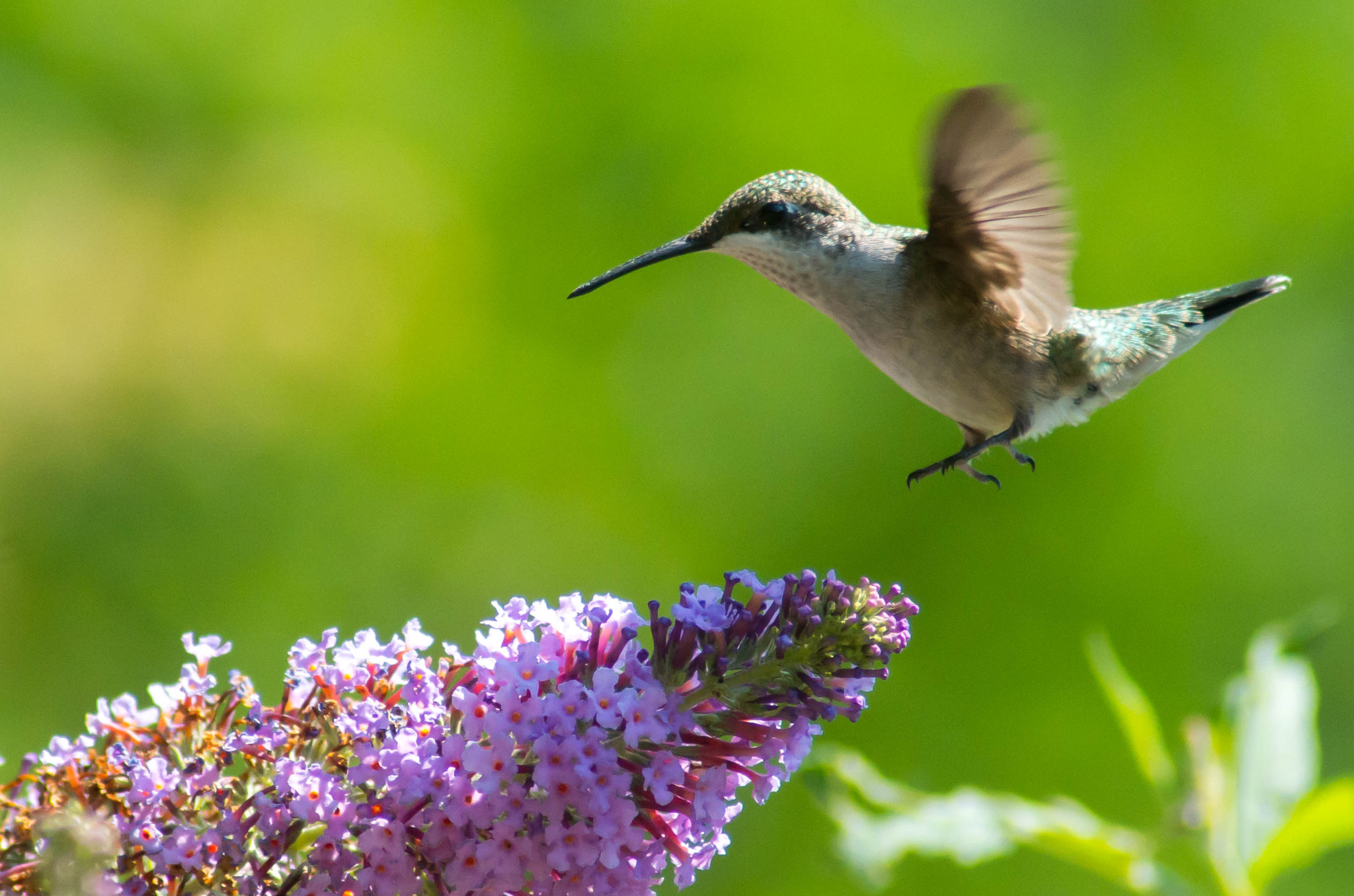 Pentax K-50 + Tamron AF 70-300mm F4-5.6 Di LD Macro sample photo. Hummingbird #1 photography