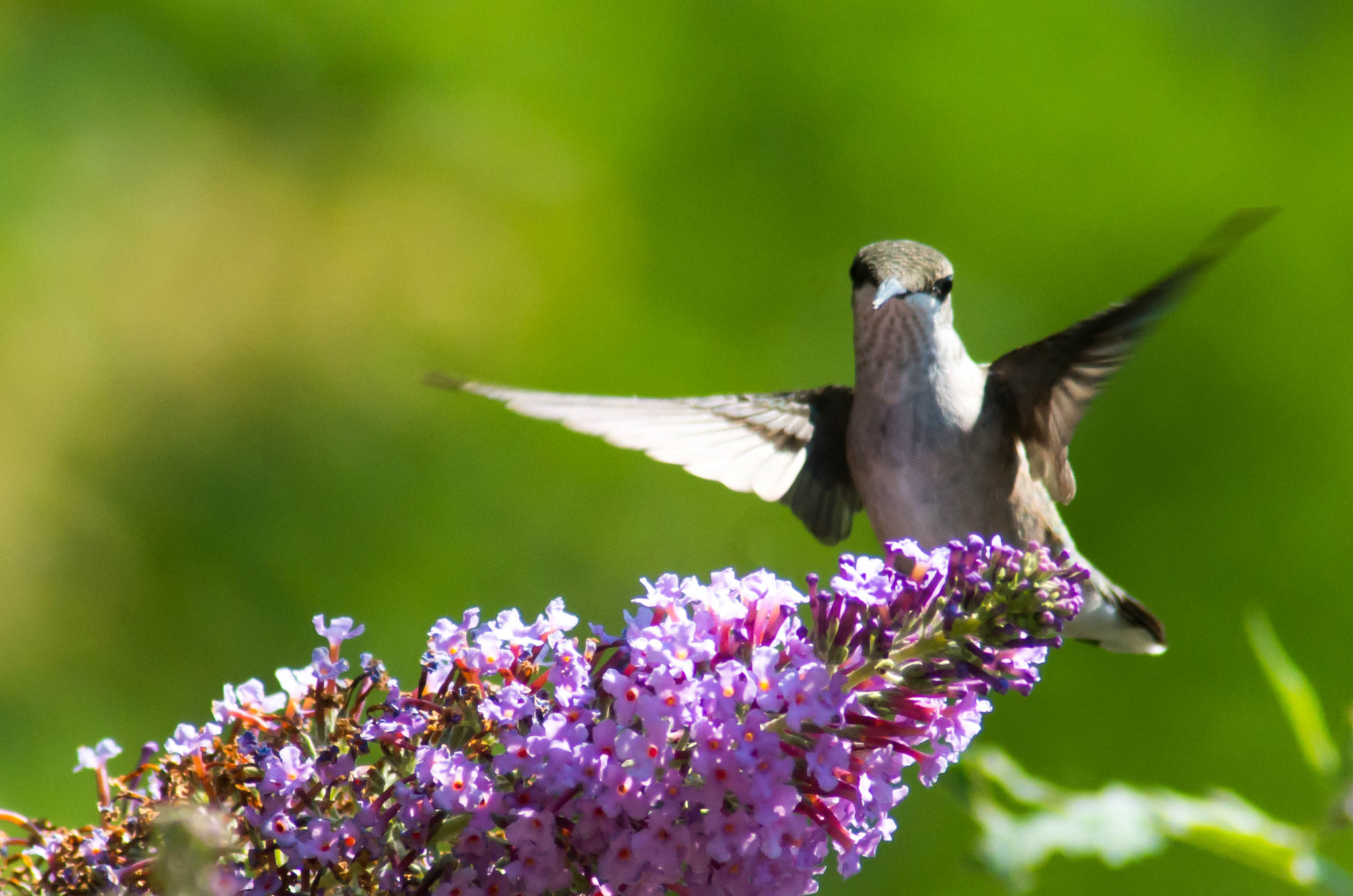 Pentax K-50 + Tamron AF 70-300mm F4-5.6 Di LD Macro sample photo. Hummingbird #2 photography