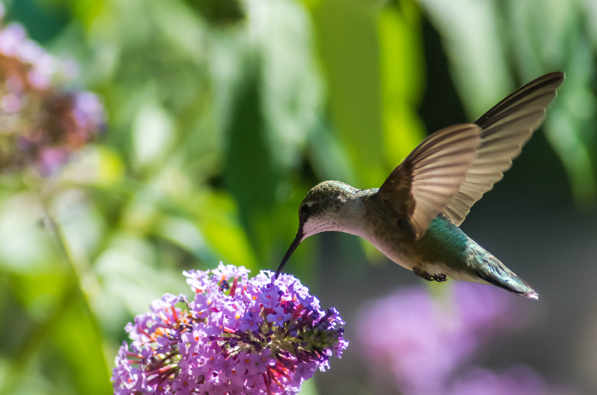 Pentax K-50 + Tamron AF 70-300mm F4-5.6 Di LD Macro sample photo. Hummingbird #3 photography