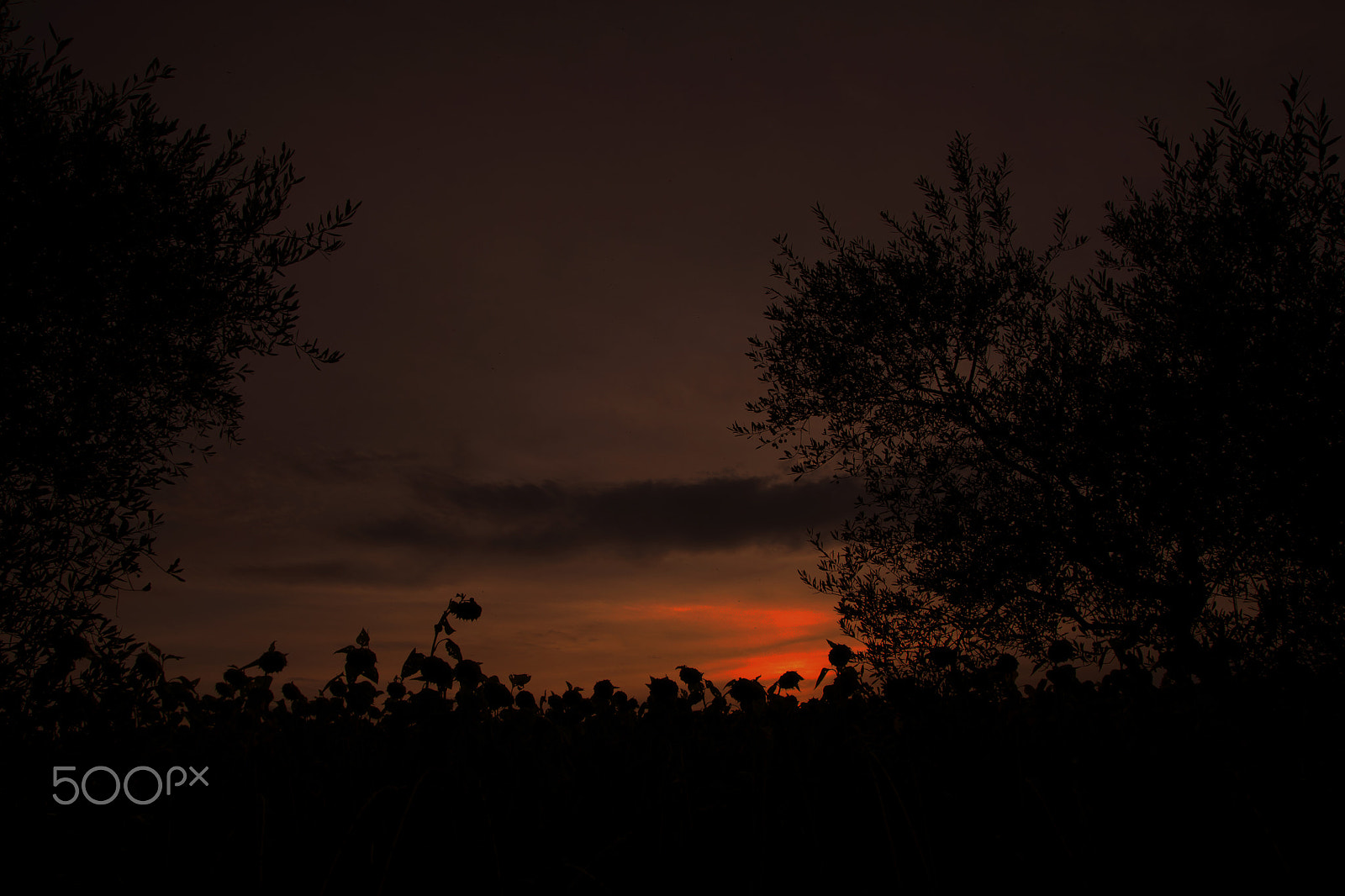 Sony Alpha DSLR-A700 sample photo. Sunflowers in the sunset photography