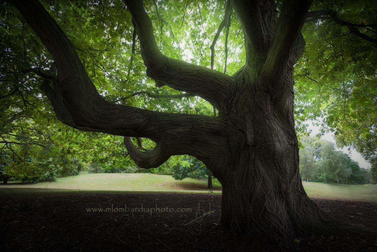 Sony a7R + Sony Vario-Sonnar T* 16-35mm F2.8 ZA SSM sample photo. The old tree photography