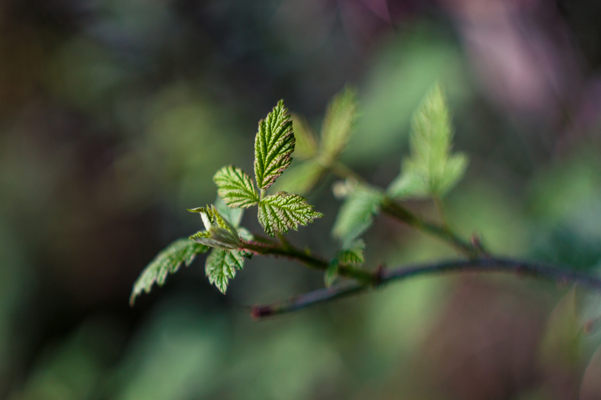 Canon EF 35-80mm f/4-5.6 sample photo. Wild raspberry photography