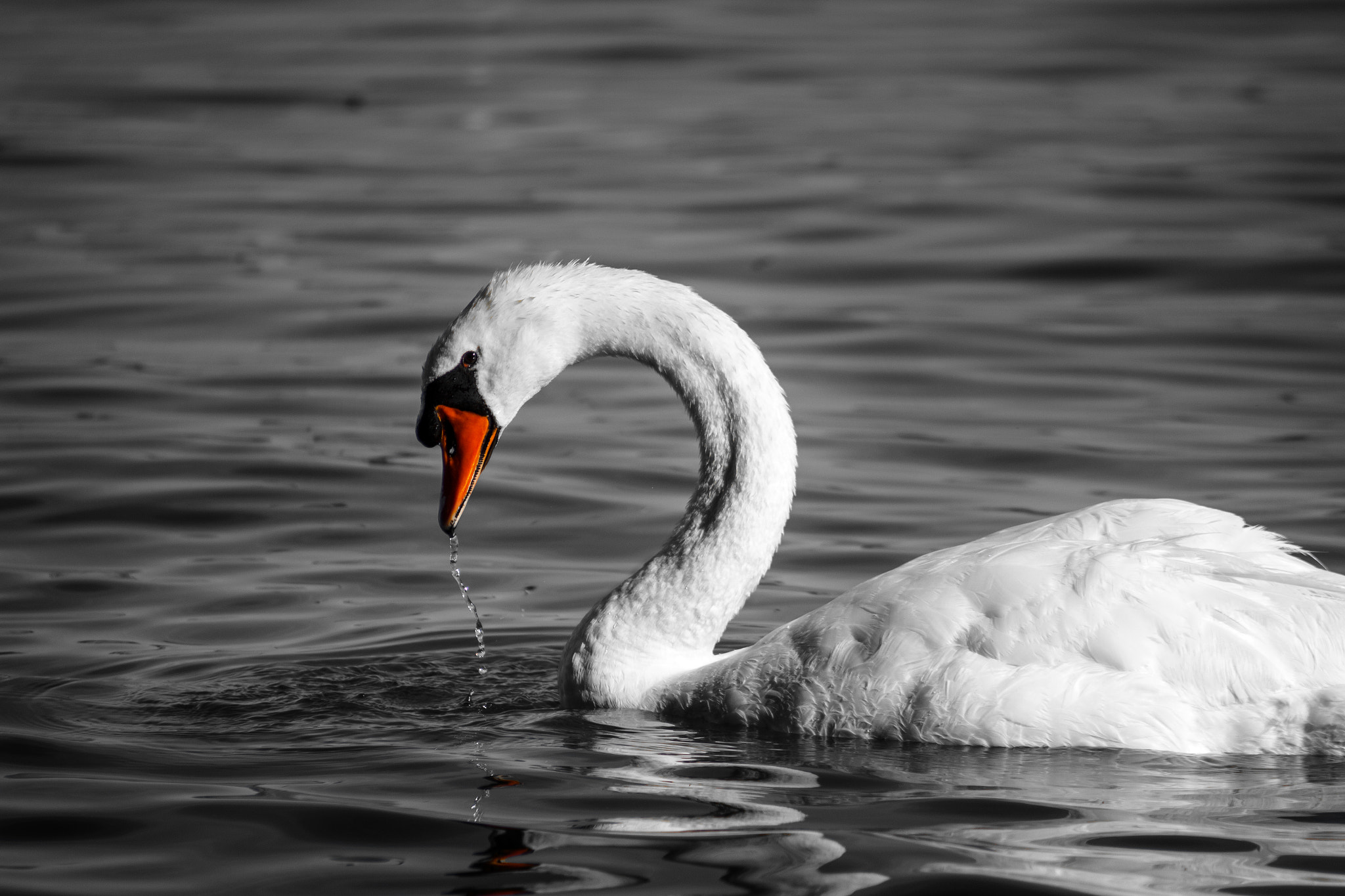 Canon EF 55-200mm F4.5-5.6 II USM sample photo. Majestic photography