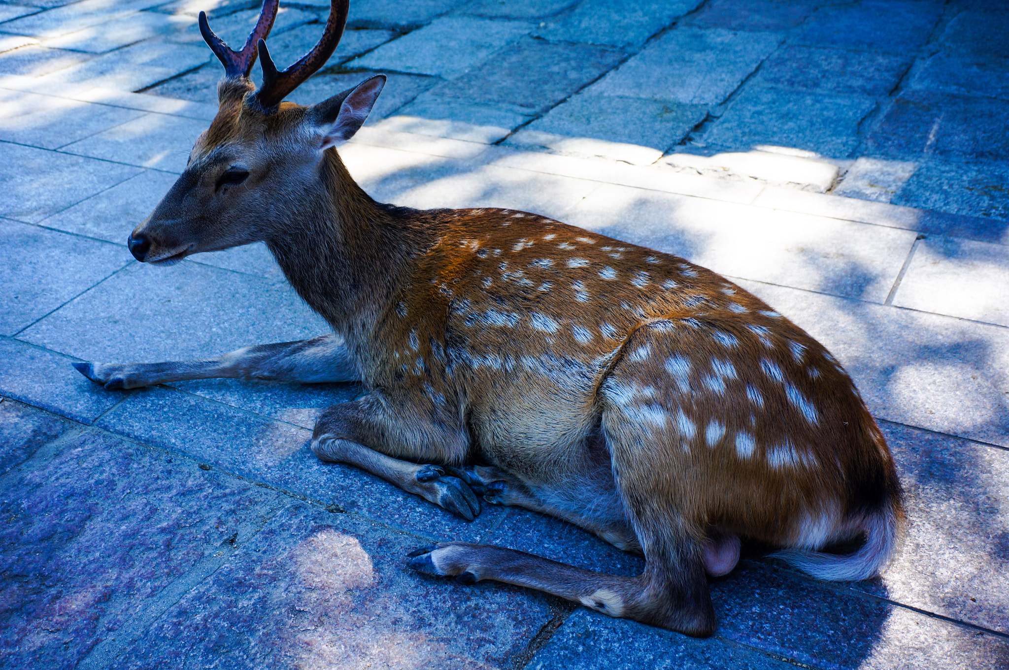 Sony E 16-50mm F3.5-5.6 PZ OSS sample photo. Deer in nara photography