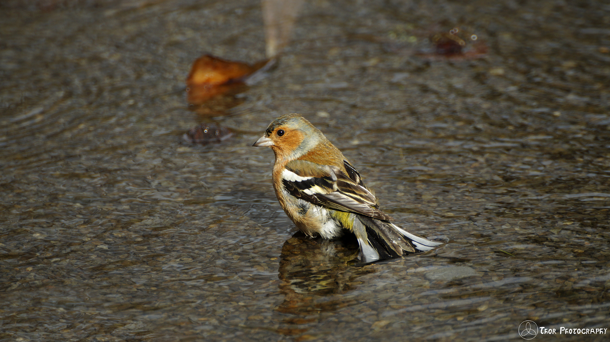 Tamron SP 70-300mm F4-5.6 Di USD sample photo. Chaffinch photography