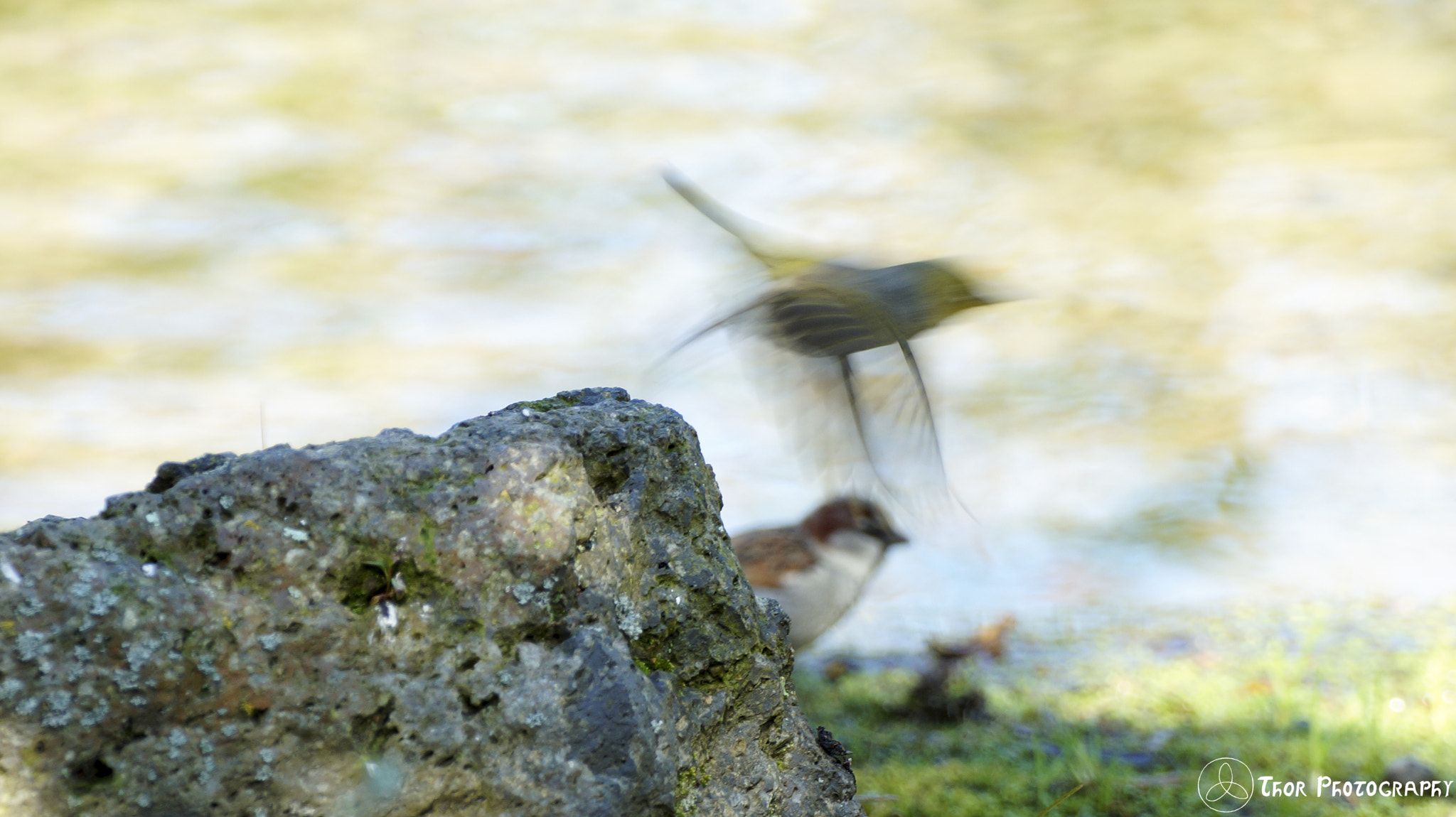 Tamron SP 70-300mm F4-5.6 Di USD sample photo. Motion blur photography