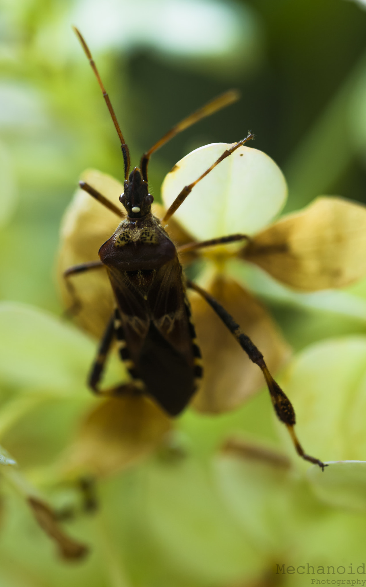 Canon EOS-1D C sample photo. Insect scaling photography