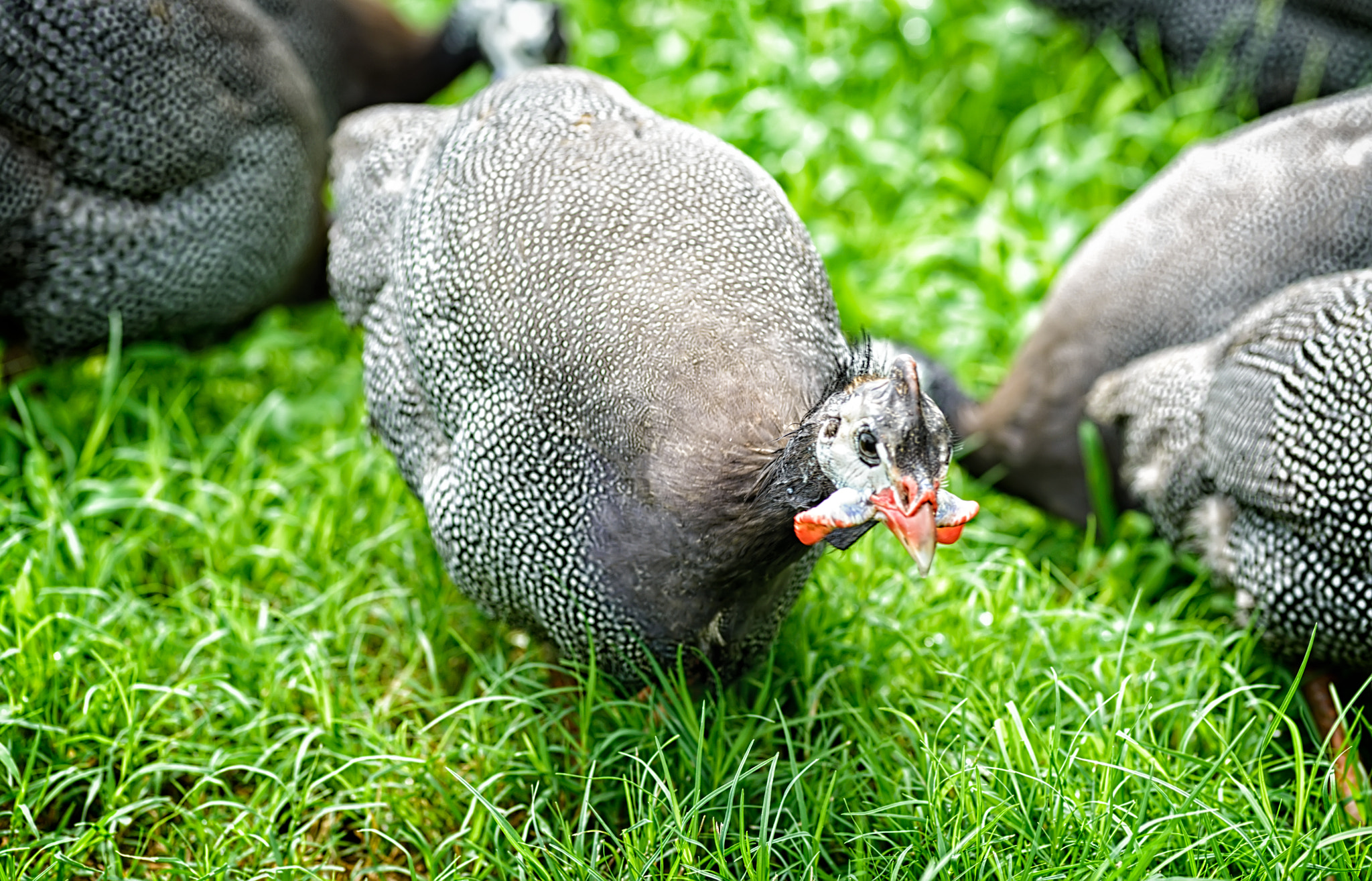 Tokina AT-X Pro 100mm F2.8 Macro sample photo. Look at these magnificent waddles photography