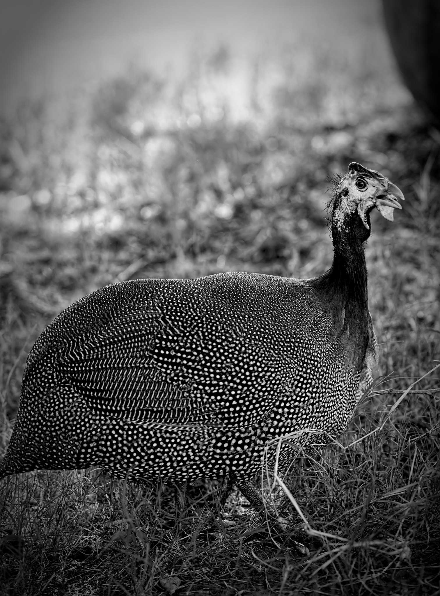 Tokina AT-X Pro 100mm F2.8 Macro sample photo. Twilight guinea photography