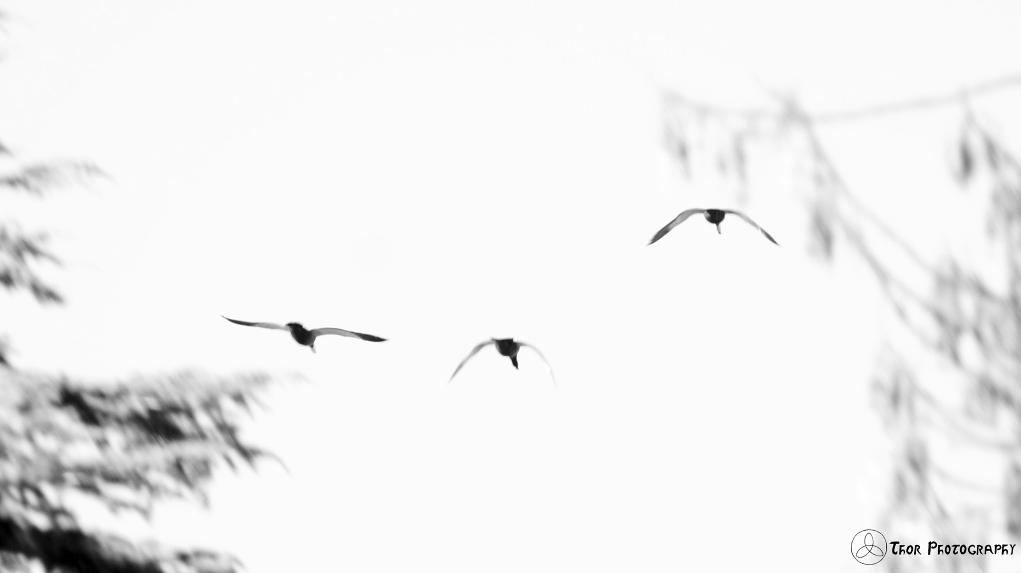 Tamron SP 70-300mm F4-5.6 Di USD sample photo. Fly away photography