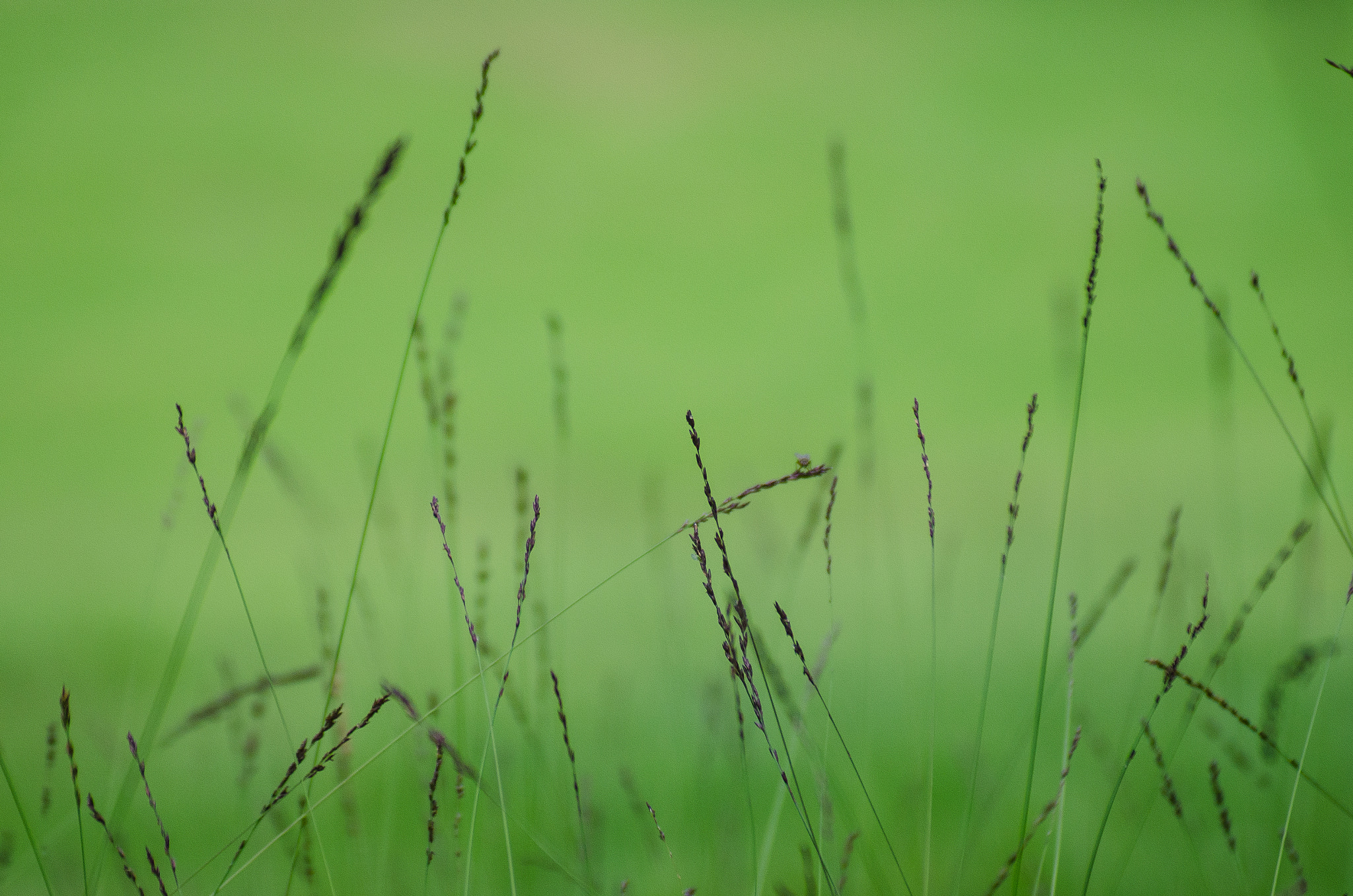 Nikon D7000 + AF Nikkor 70-210mm f/4-5.6 sample photo. Gras photography