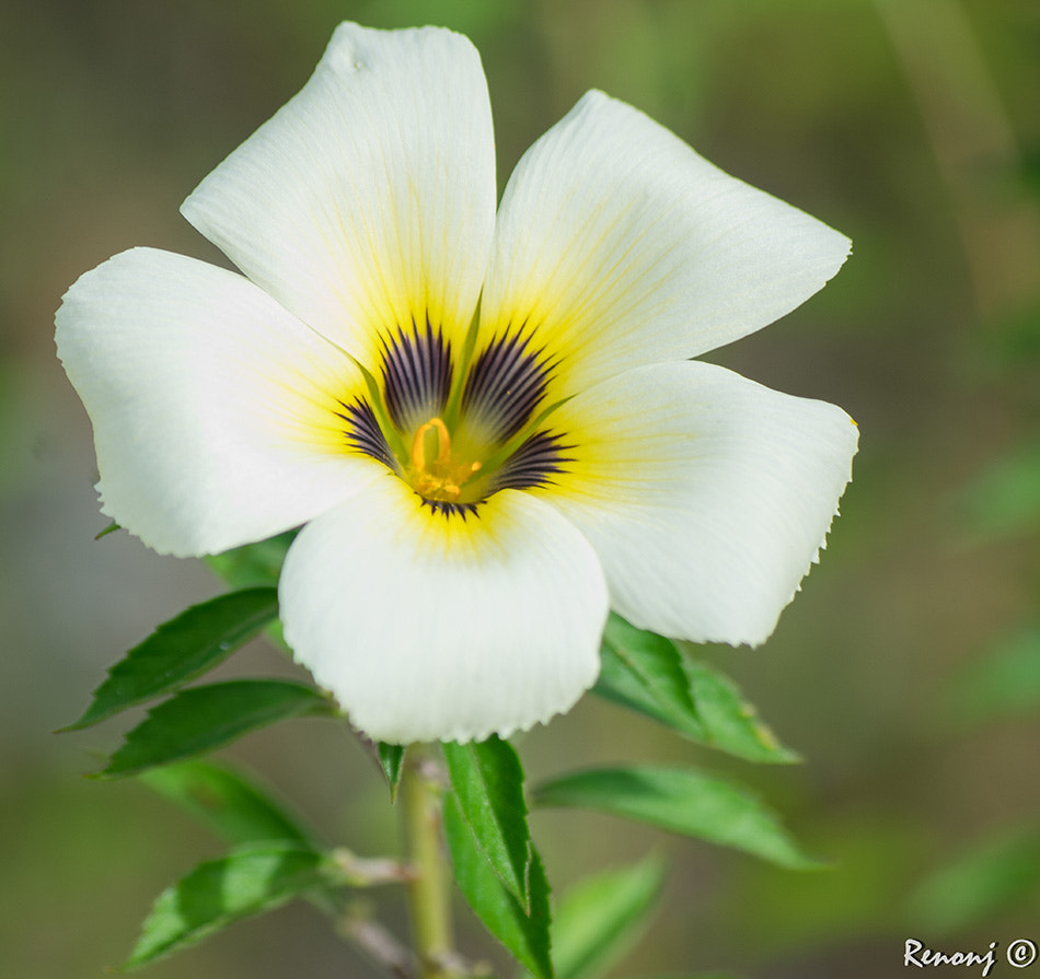 Pentax K-3 sample photo. Full bloom photography