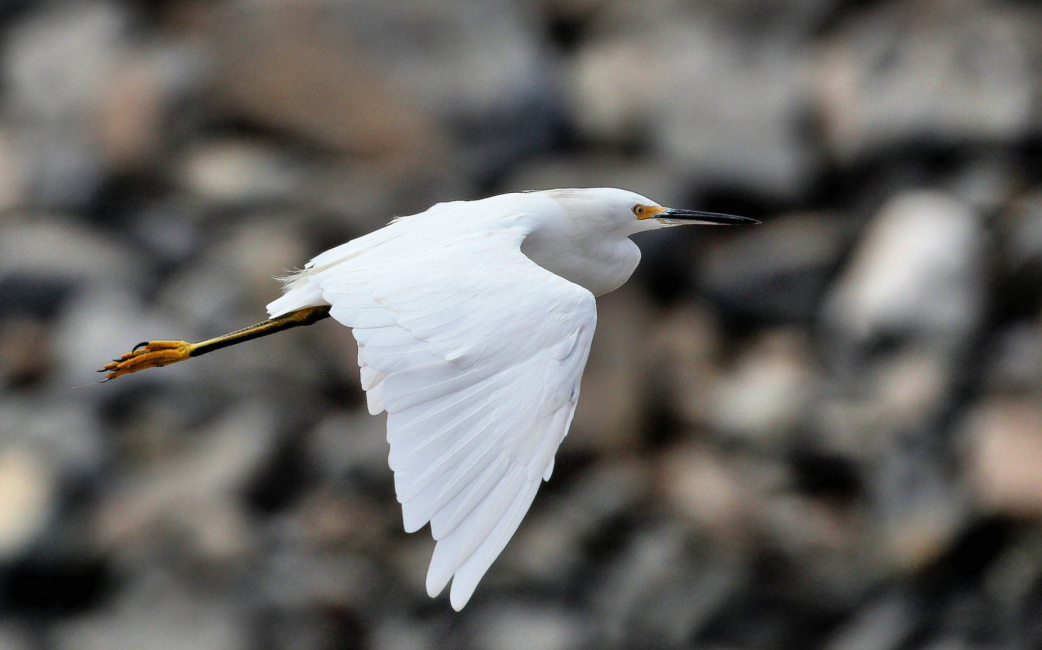 Canon EOS 100D (EOS Rebel SL1 / EOS Kiss X7) sample photo. White heron. photography