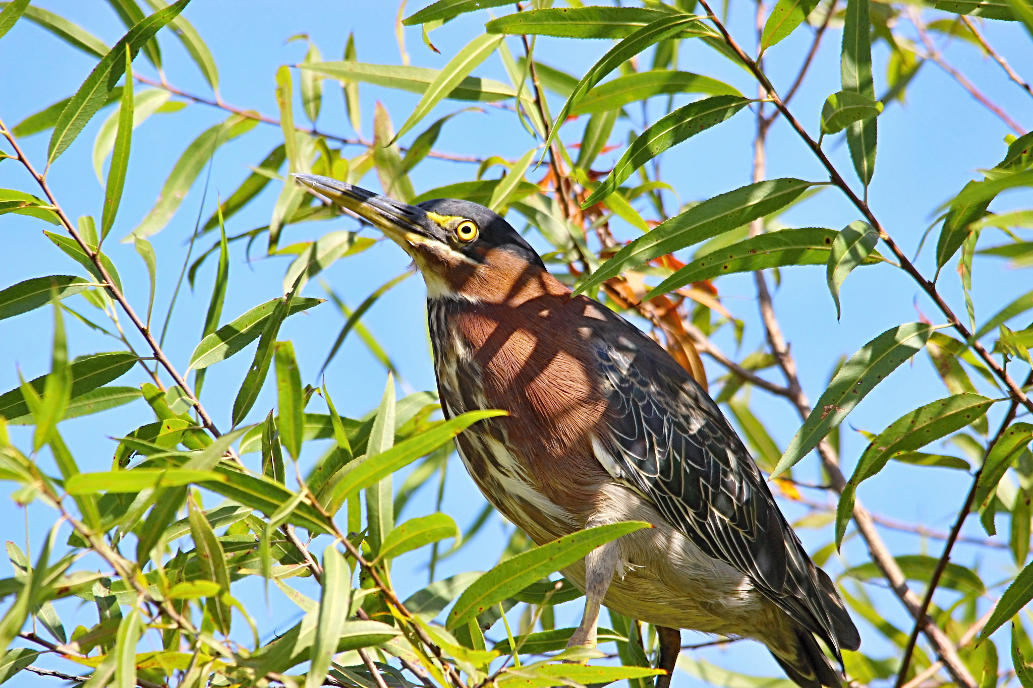 Sigma 150-500mm F5-6.3 DG OS HSM sample photo. Green heron photography