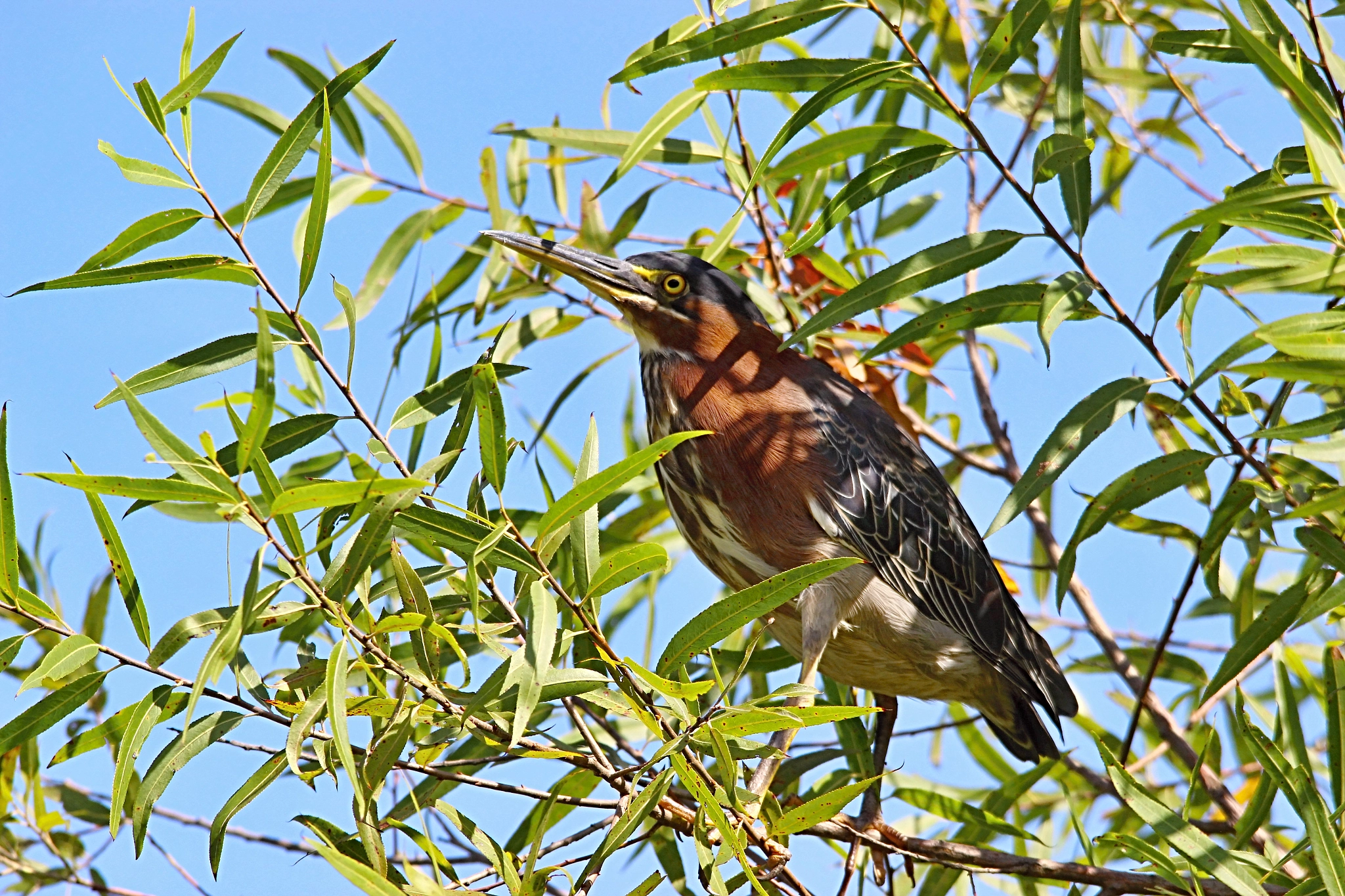 Sigma 150-500mm F5-6.3 DG OS HSM sample photo. Green heron photography
