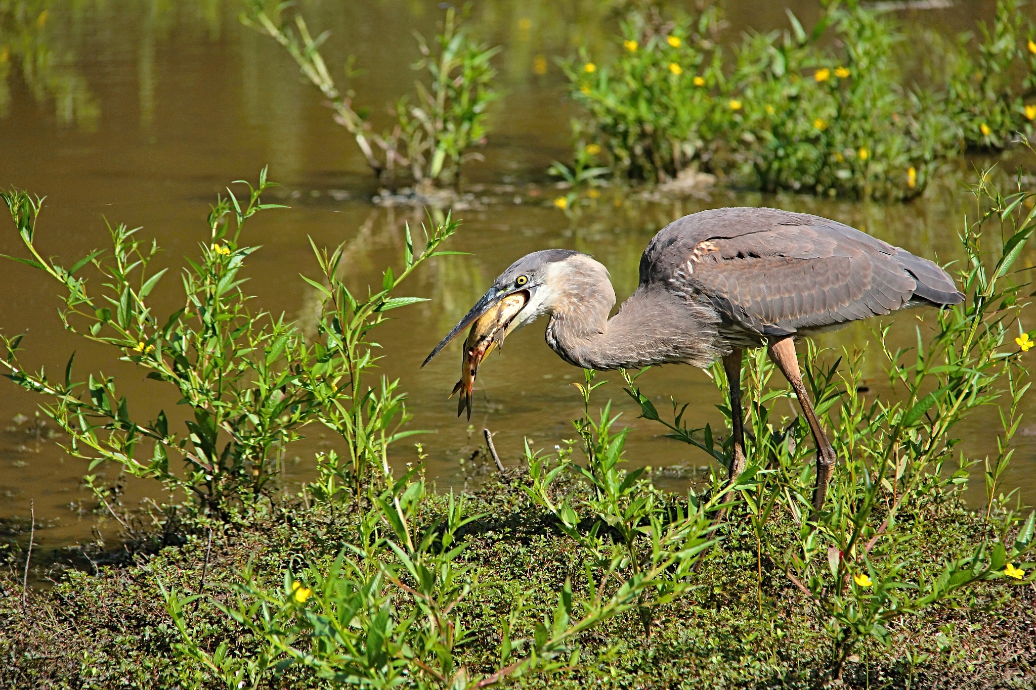 Canon EOS 550D (EOS Rebel T2i / EOS Kiss X4) + Canon EF-S 18-200mm F3.5-5.6 IS sample photo. Great blue heron photography