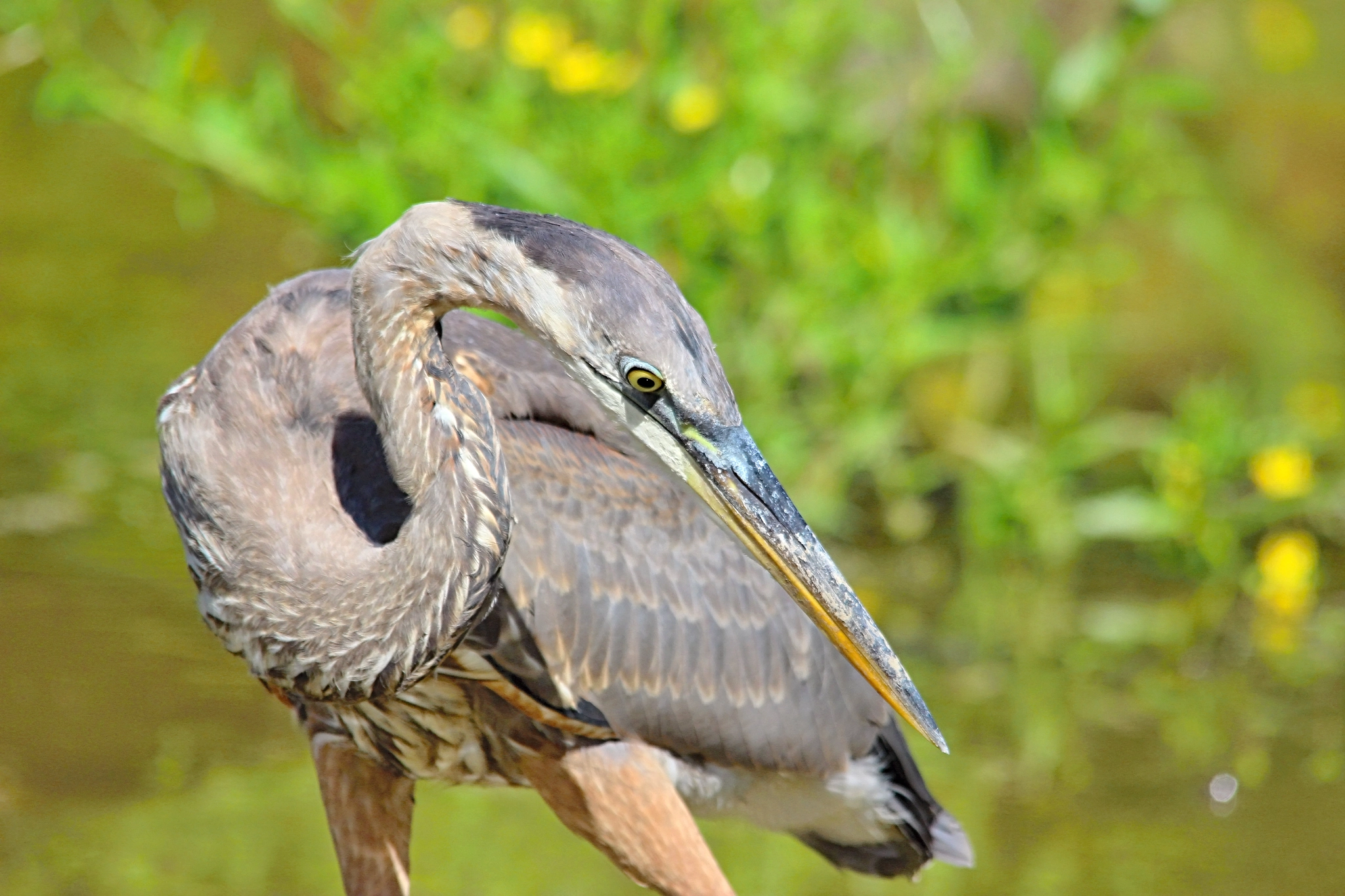Sigma 150-500mm F5-6.3 DG OS HSM sample photo. Great blue heron photography