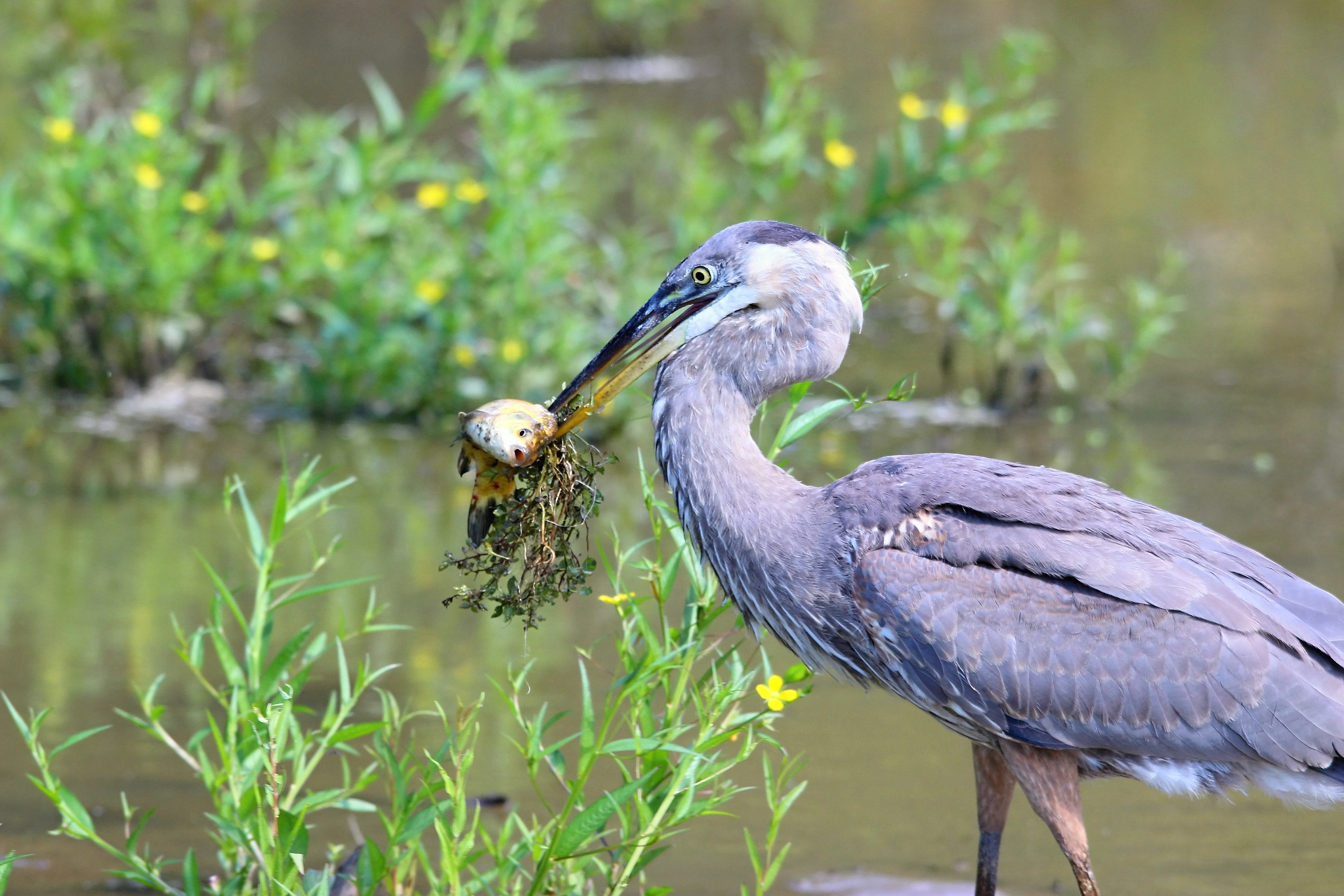 Sigma 150-500mm F5-6.3 DG OS HSM sample photo. Great blue heron photography