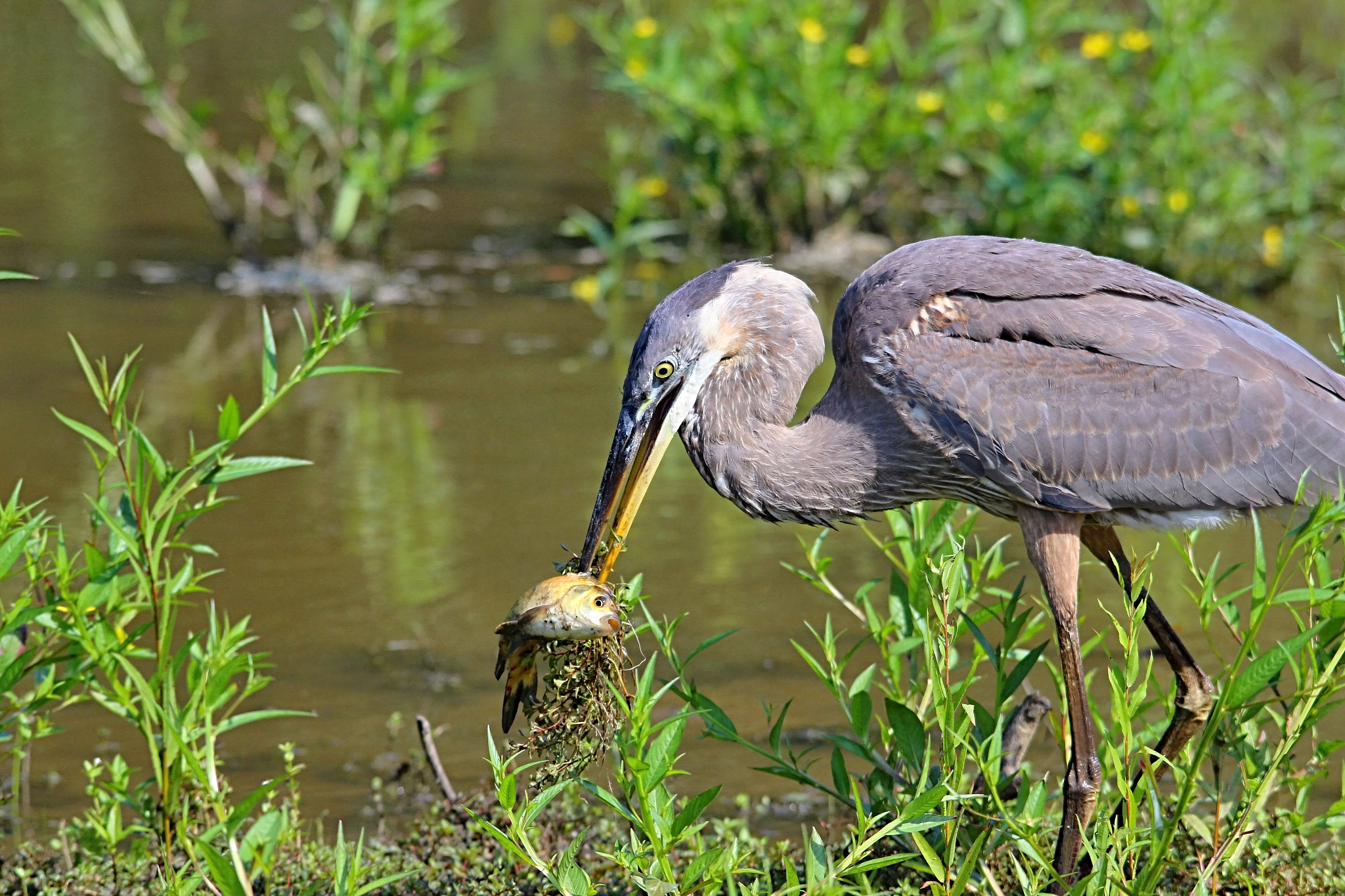 Canon EOS 600D (Rebel EOS T3i / EOS Kiss X5) + Sigma 150-500mm F5-6.3 DG OS HSM sample photo. Great blue heron photography