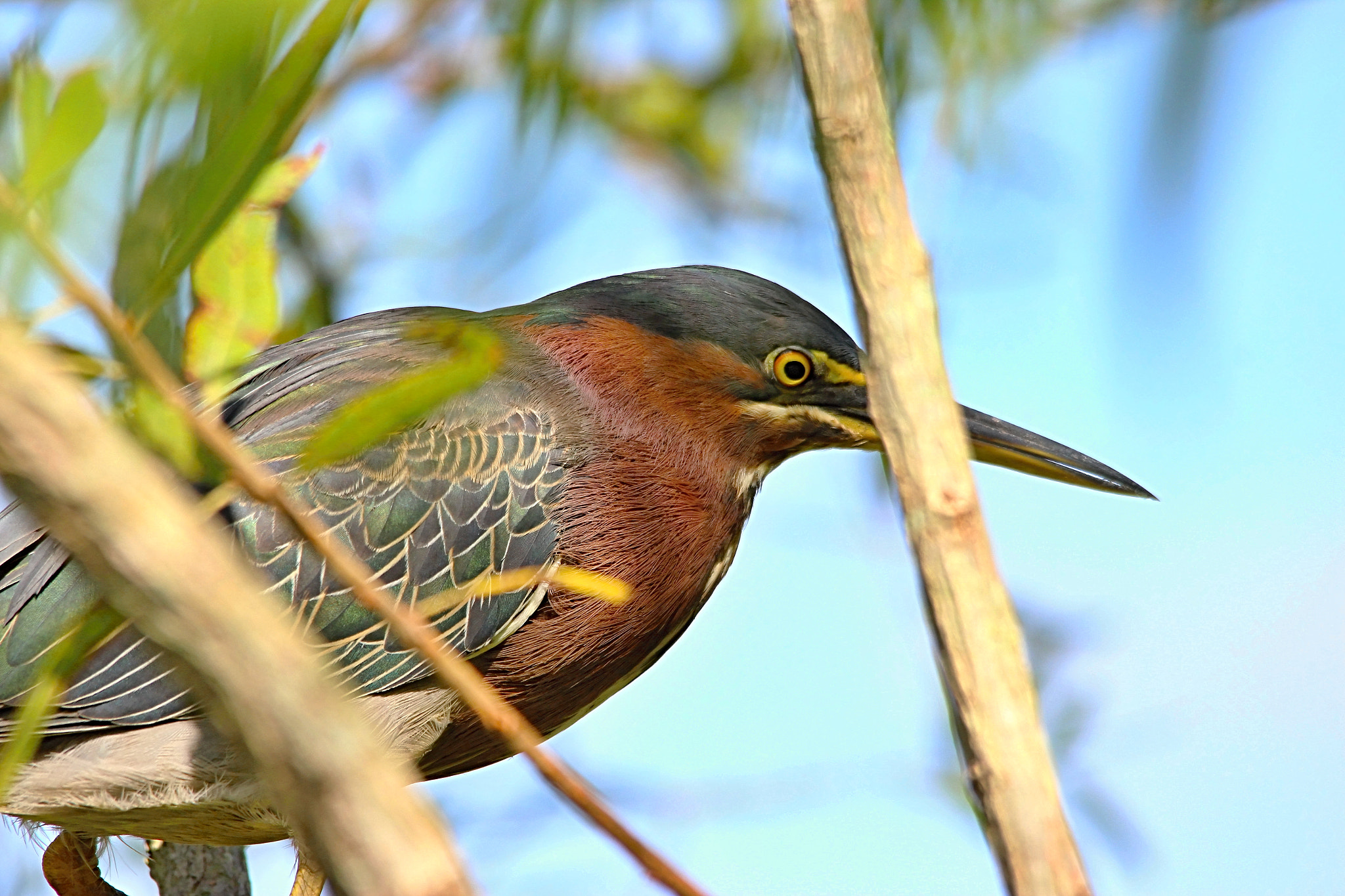 Sigma 150-500mm F5-6.3 DG OS HSM sample photo. Green heron photography