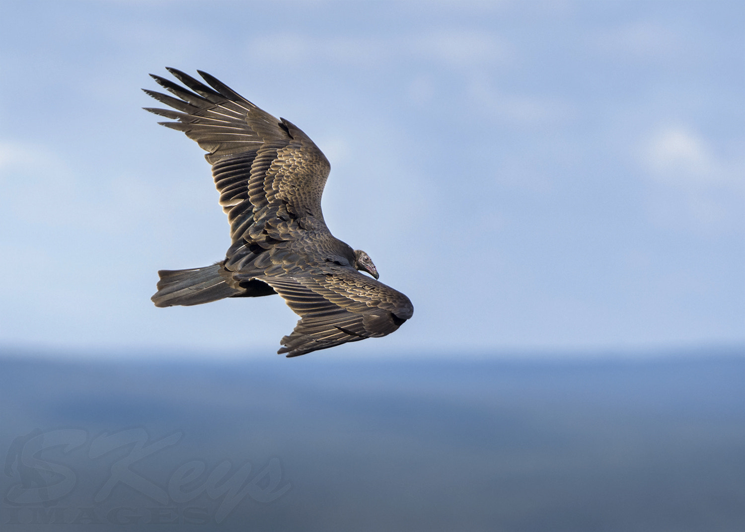 Sigma 500mm F4.5 EX DG HSM sample photo. Soaring (turkey vulture) photography