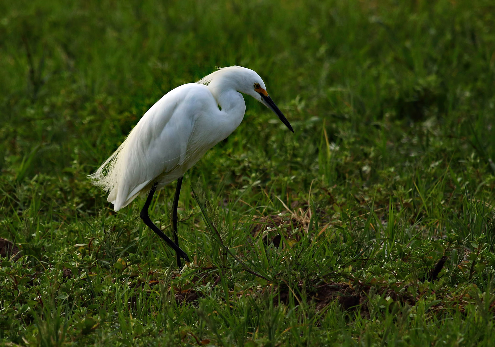 Canon EF 100-400mm F4.5-5.6L IS USM sample photo. No water photography