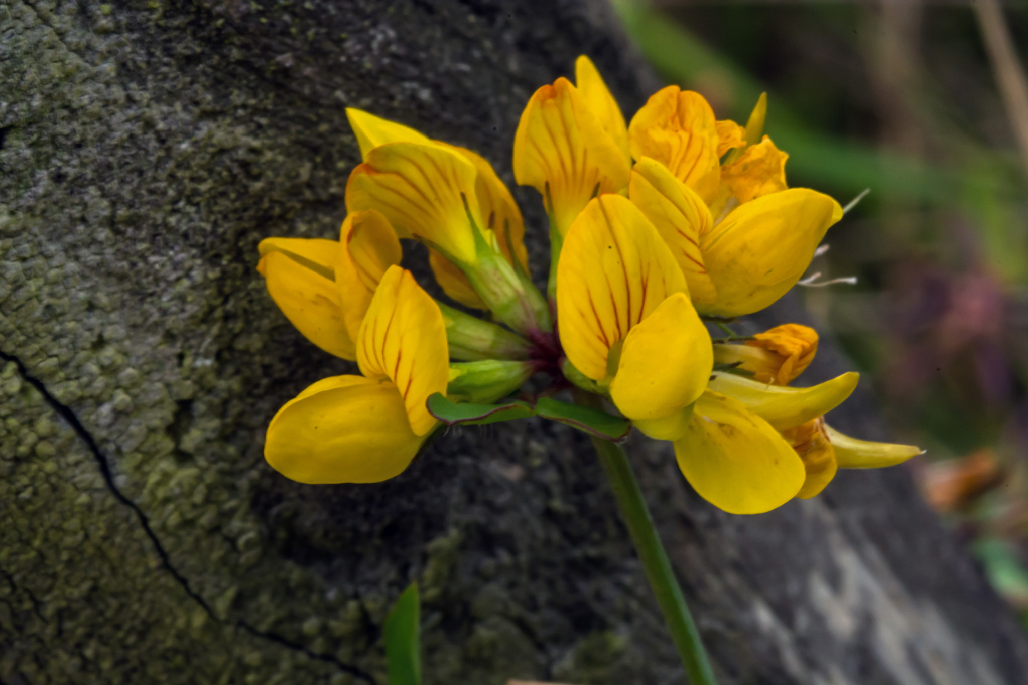 Nikon D7100 + AF Micro-Nikkor 60mm f/2.8 sample photo. A flower for a farrier. photography