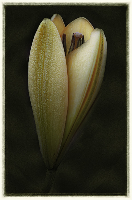 Canon EF 180mm F3.5L Macro USM sample photo. Lily photography