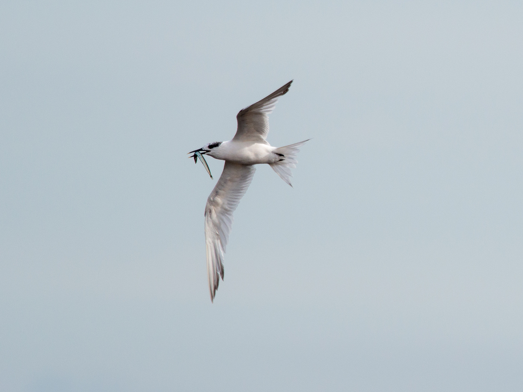 Olympus OM-D E-M1 sample photo. Sandwich tern photography