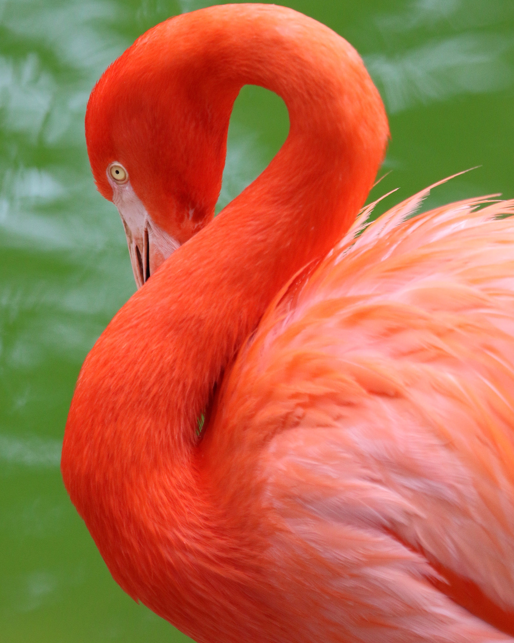 Canon EF 100-400mm F4.5-5.6L IS USM sample photo
