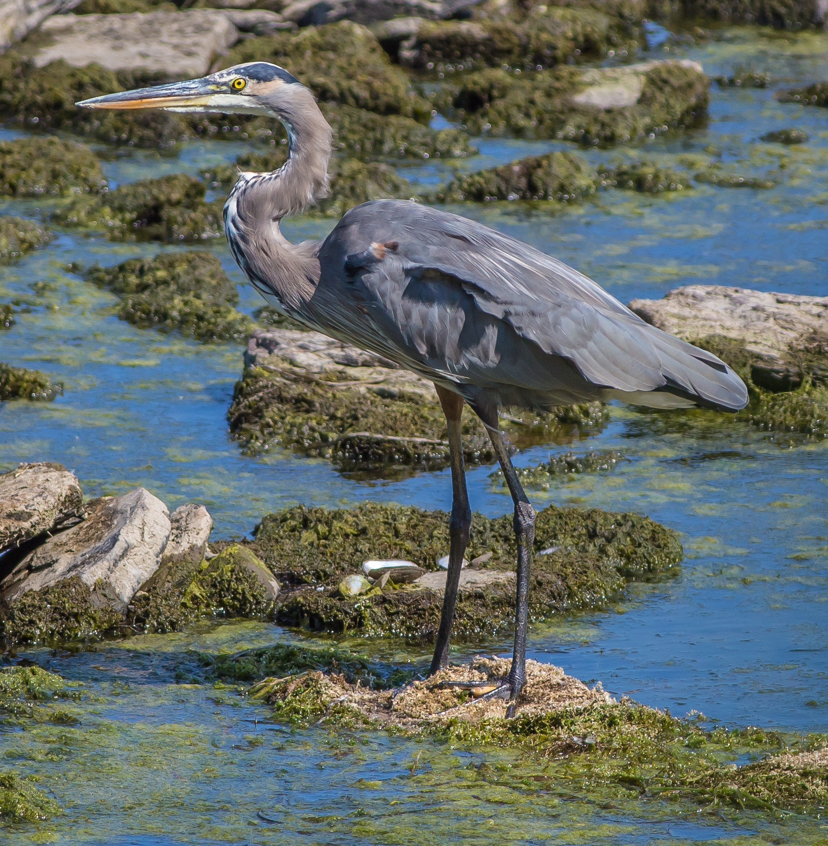 Canon EOS 6D + Canon EF 400mm F5.6L USM sample photo. A photography
