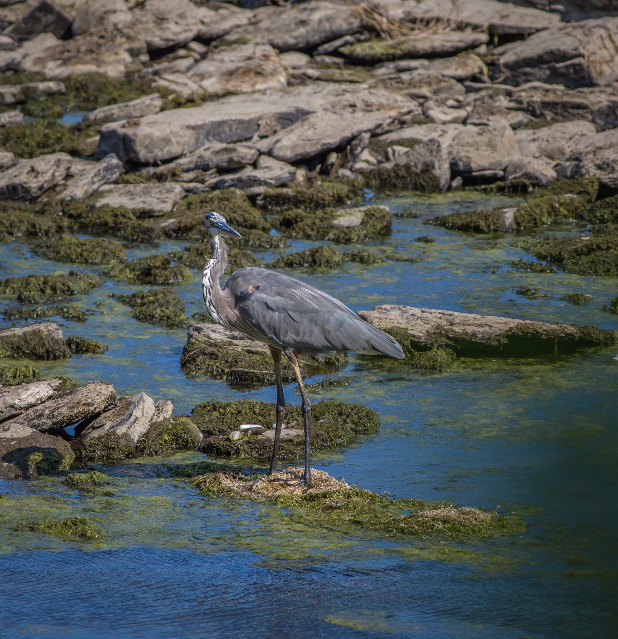 Canon EOS 6D + Canon EF 400mm F5.6L USM sample photo. B photography