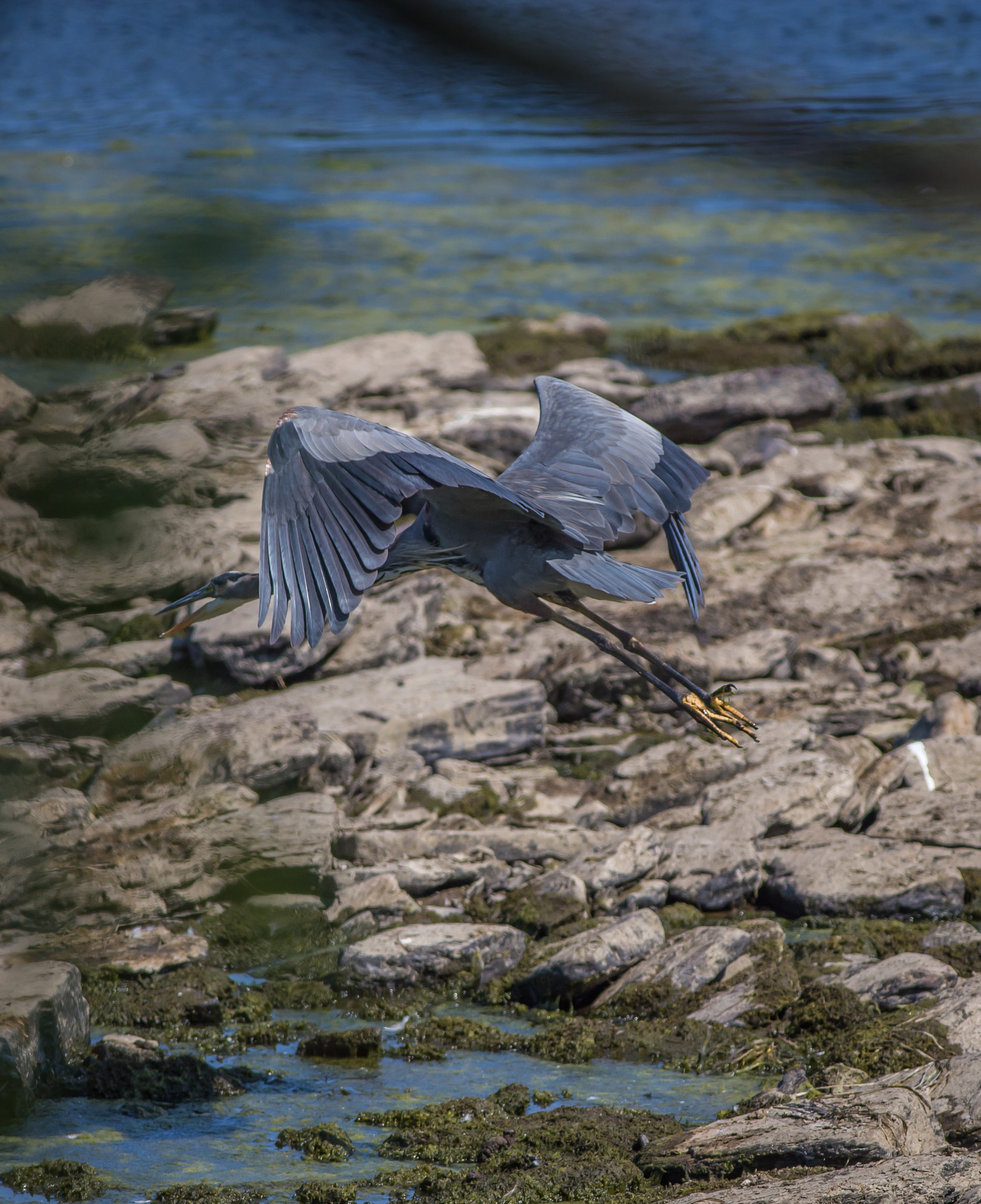 Canon EOS 6D + Canon EF 400mm F5.6L USM sample photo. D photography
