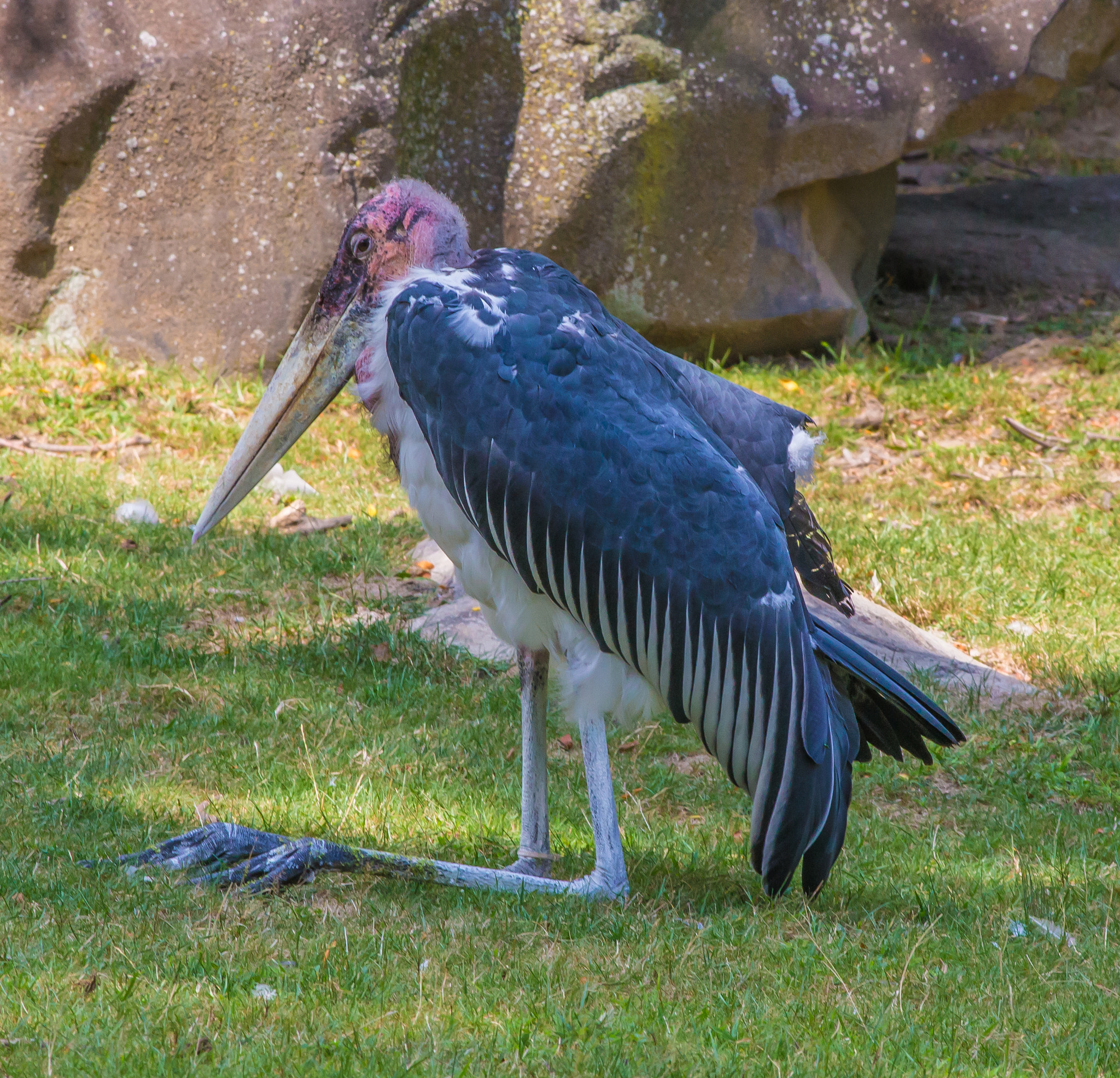 Canon EOS 6D + Canon EF 400mm F5.6L USM sample photo. 007-2.jpg photography