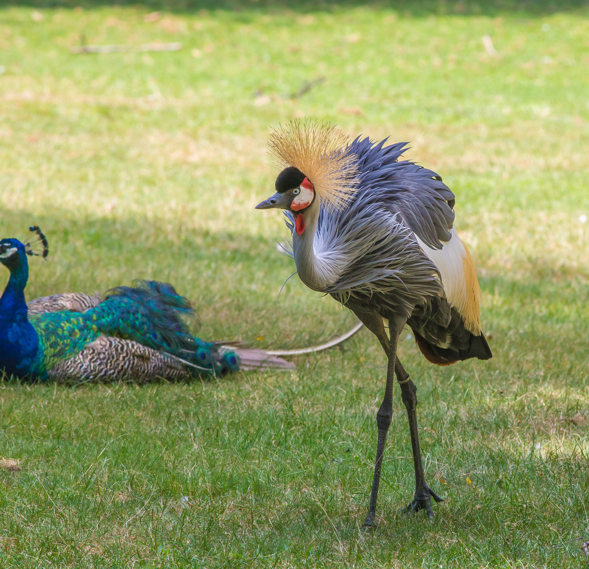Canon EOS 6D + Canon EF 400mm F5.6L USM sample photo. 009-2.jpg photography