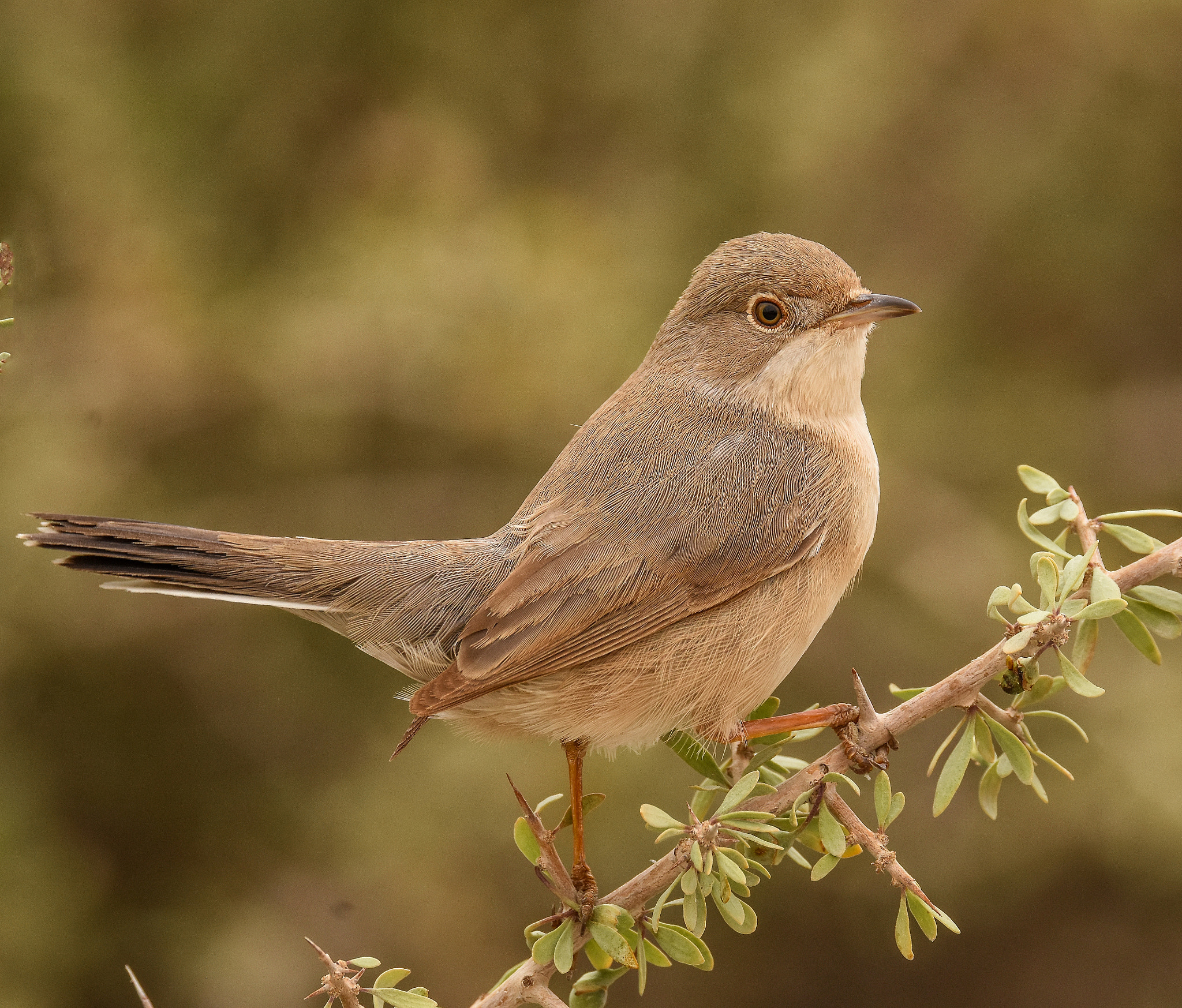 Sigma 150-600mm F5-6.3 DG OS HSM | S sample photo. Menetries warbler  photography
