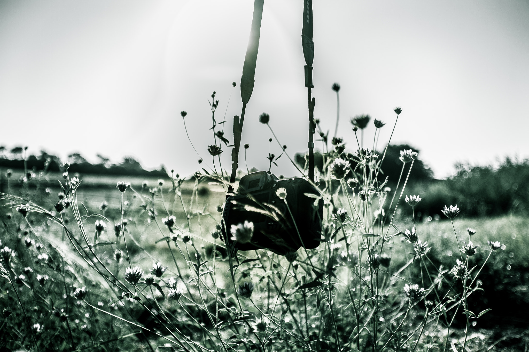 Canon EOS 5D + Canon EF 17-35mm f/2.8L sample photo. Wild passion photography