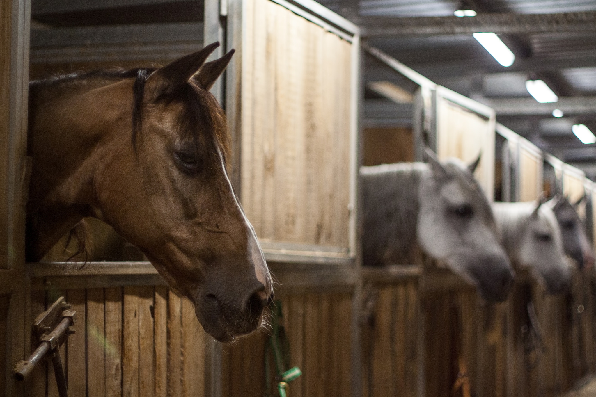 Canon EF 35-80mm f/4-5.6 sample photo. Marengo photography