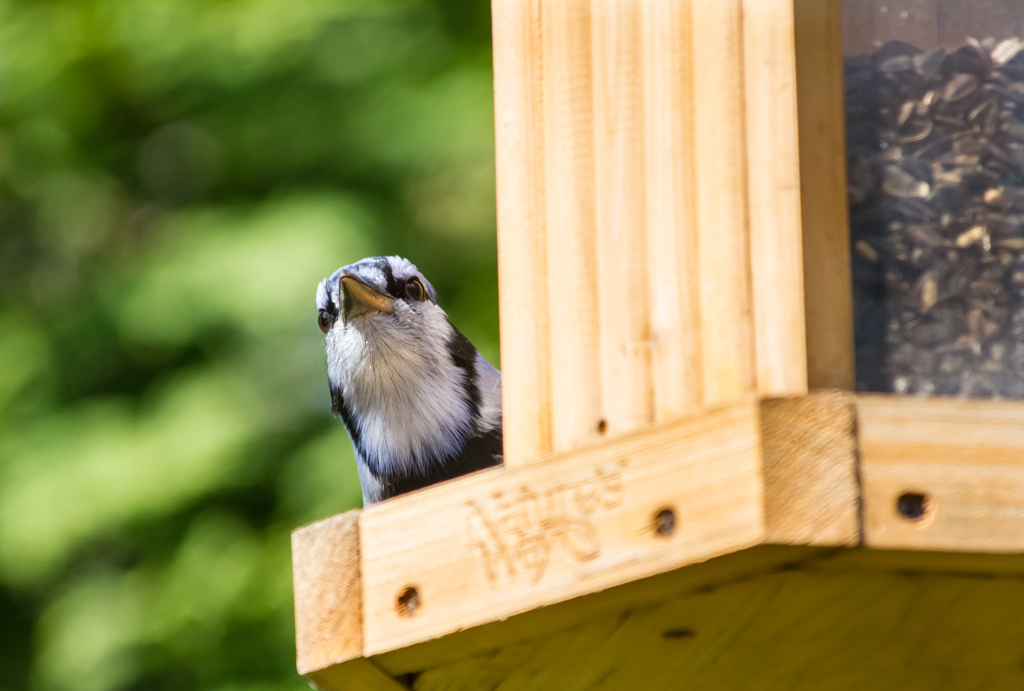 Canon EF 70-300mm F4-5.6 IS USM sample photo. Magnifique oiseau photography