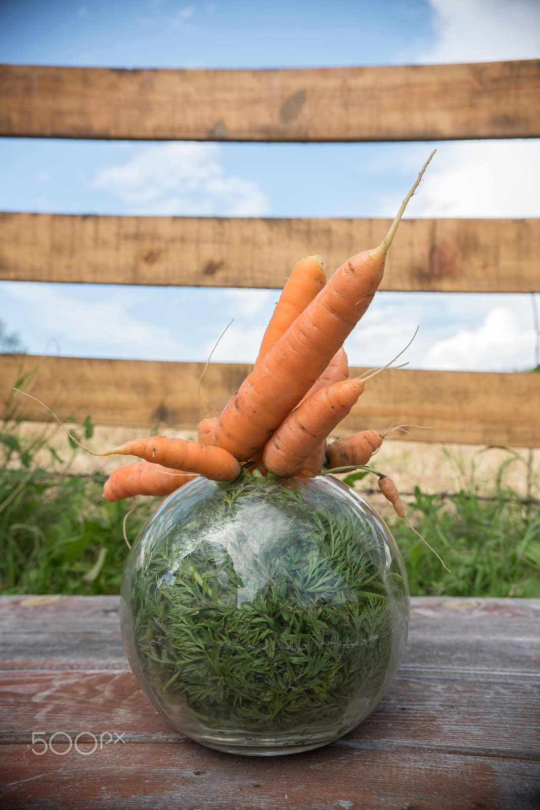 Nikon D750 + Sigma 18-35mm F1.8 DC HSM Art sample photo. Carrots in round bowl photography