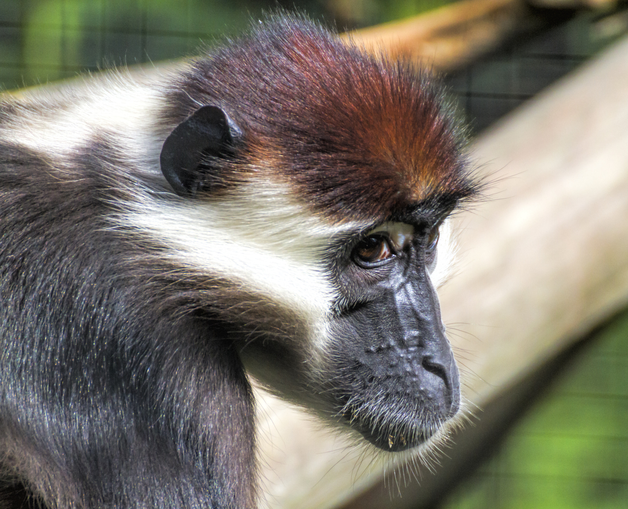 Tamron SP 35mm F1.8 Di VC USD sample photo. Mangabey photography