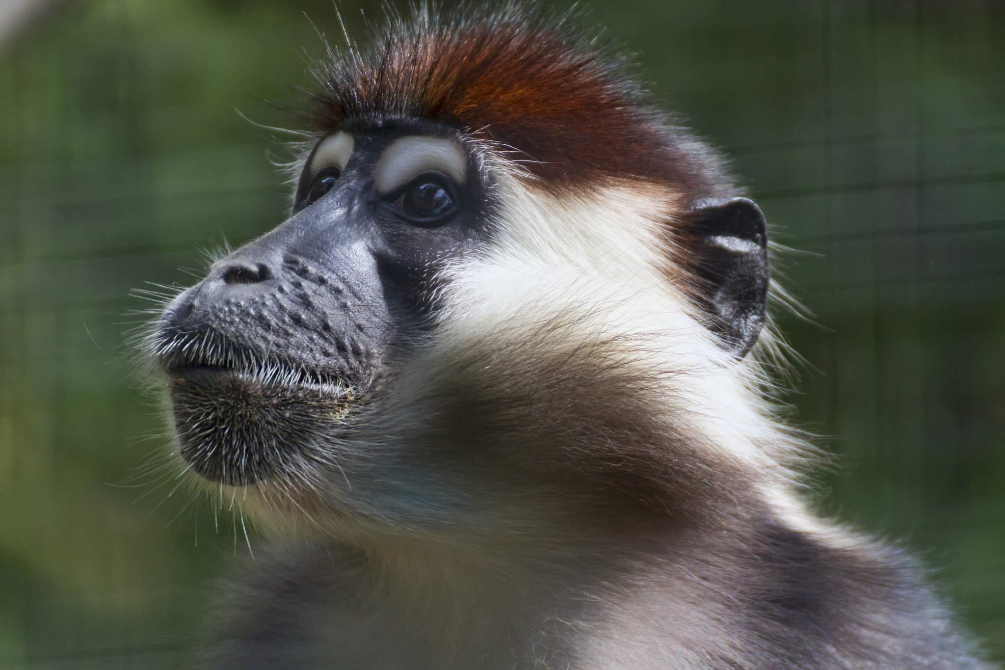 Tamron SP 35mm F1.8 Di VC USD sample photo. Mangabey photography