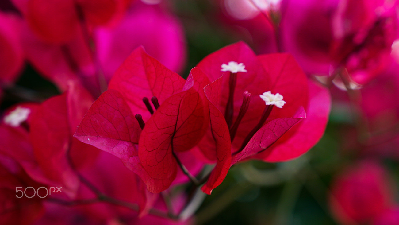 Sony FE 24-70mm F2.8 GM sample photo. Bet on red photography
