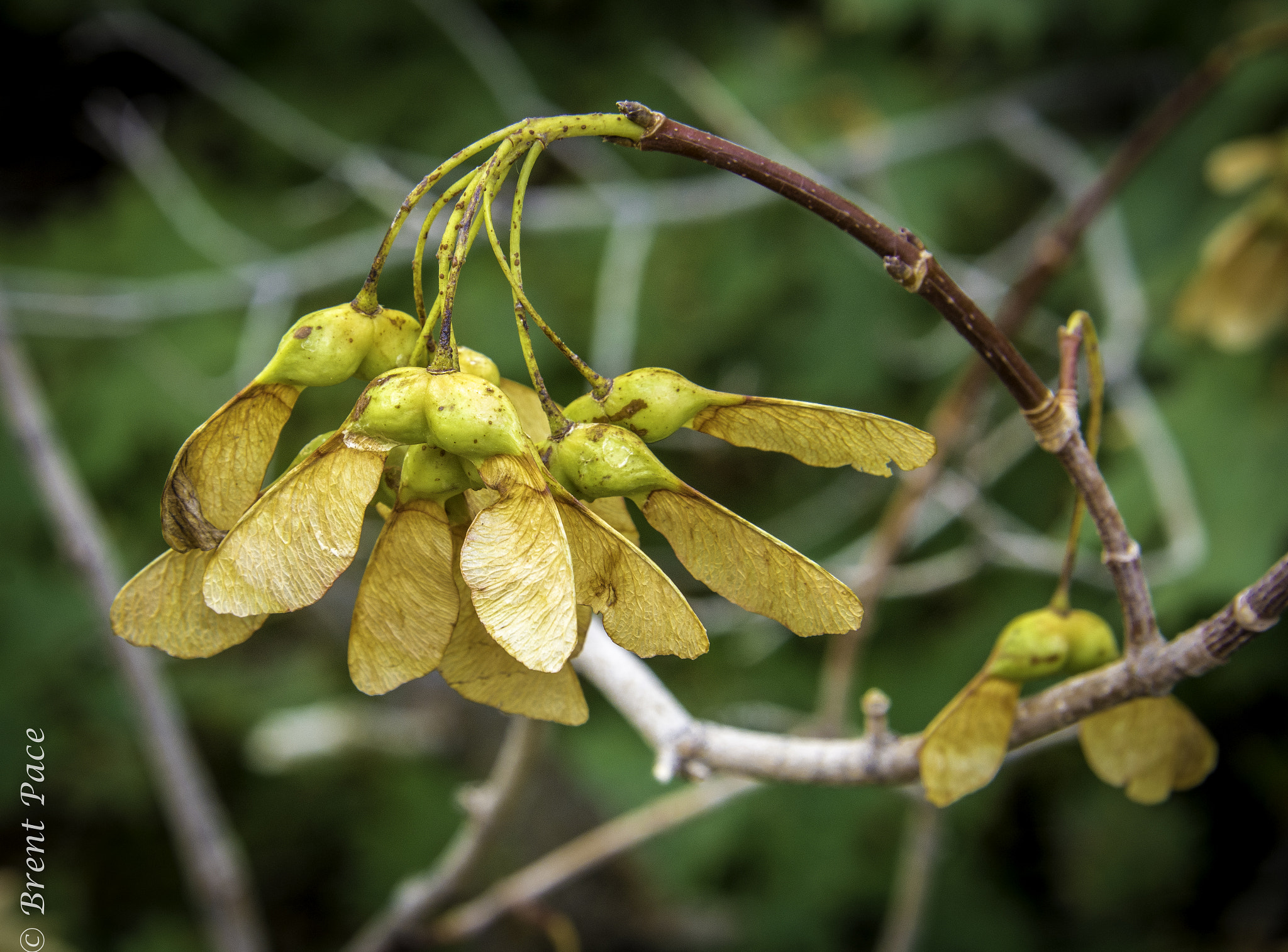 Nikon D7100 + Nikon AF-S Nikkor 24-85mm F3.5-4.5G ED VR sample photo. Helicopter seeds photography