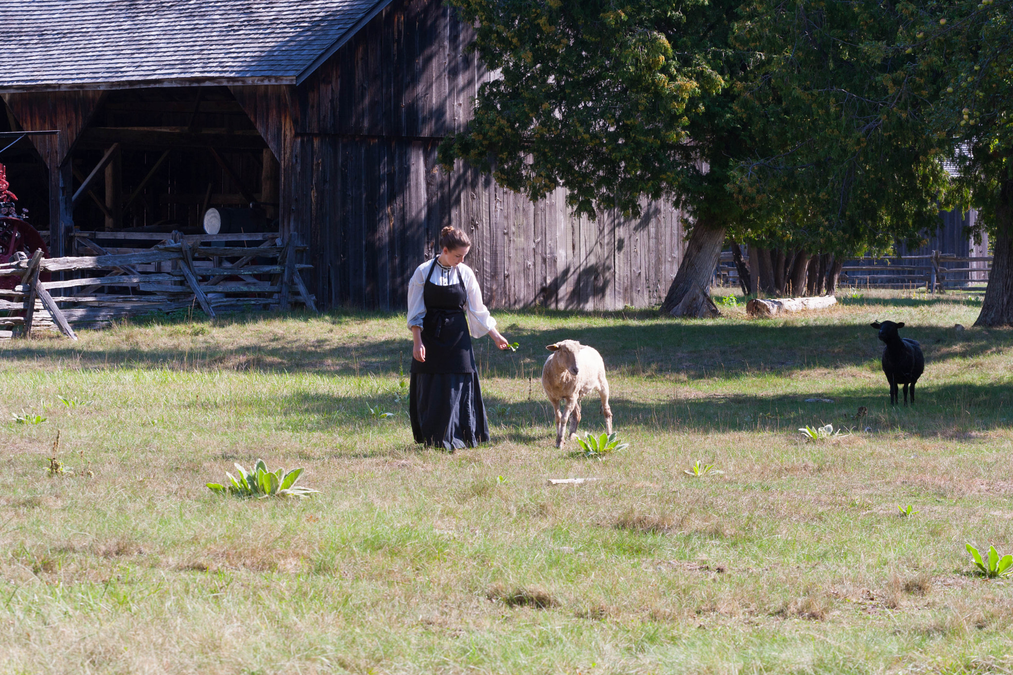 Canon EOS-1D Mark III sample photo. Mary had a little...... photography