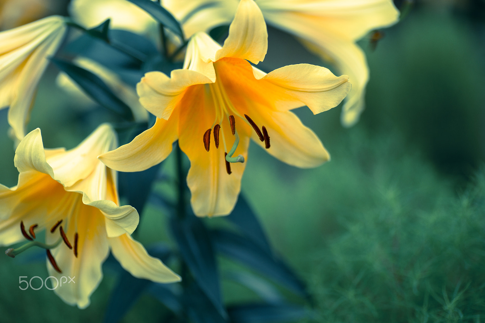 Nikon Df sample photo. Yellow photography