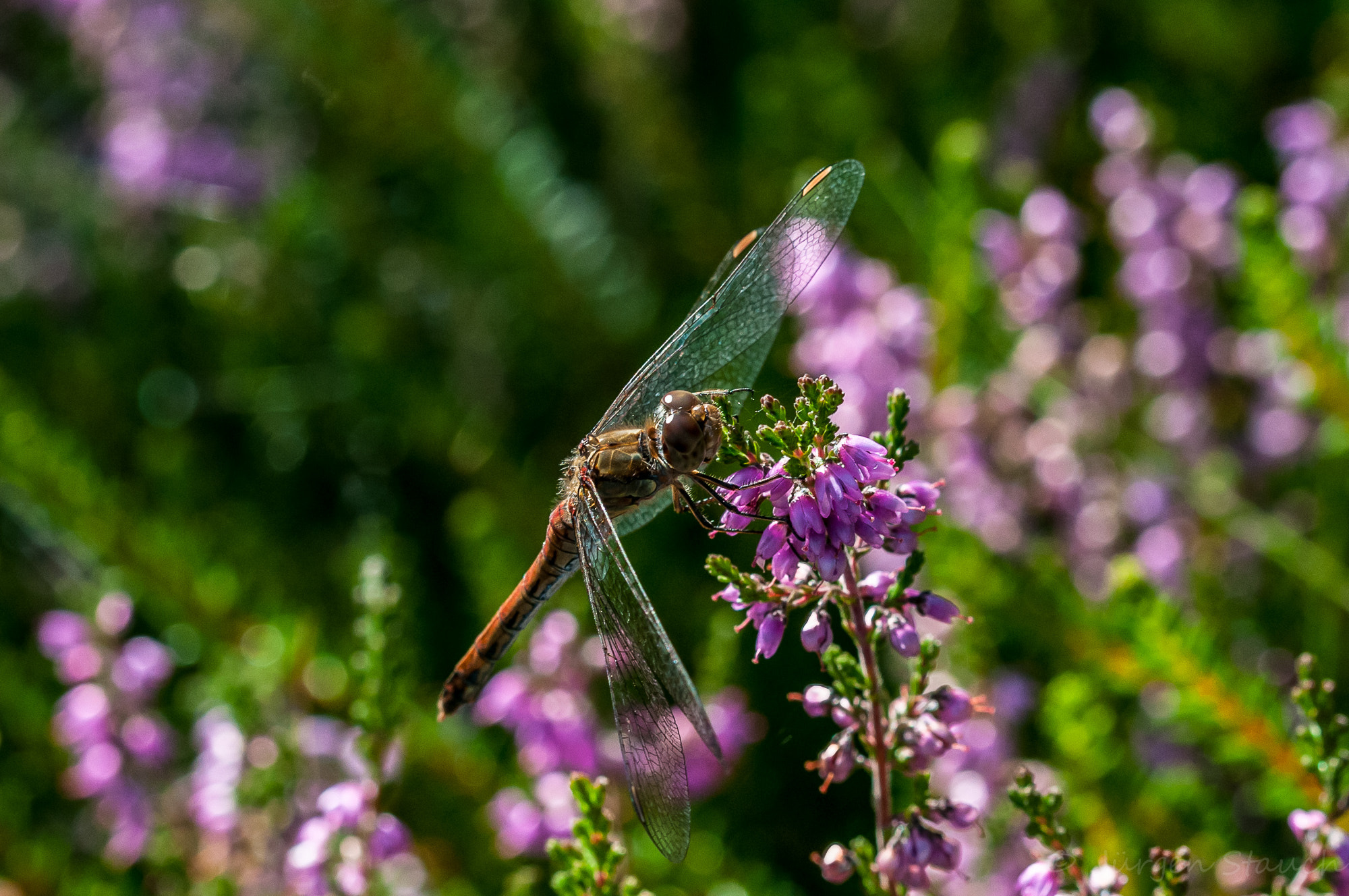 Sigma 105mm F2.8 EX DG OS HSM sample photo. Libelle in der heide photography