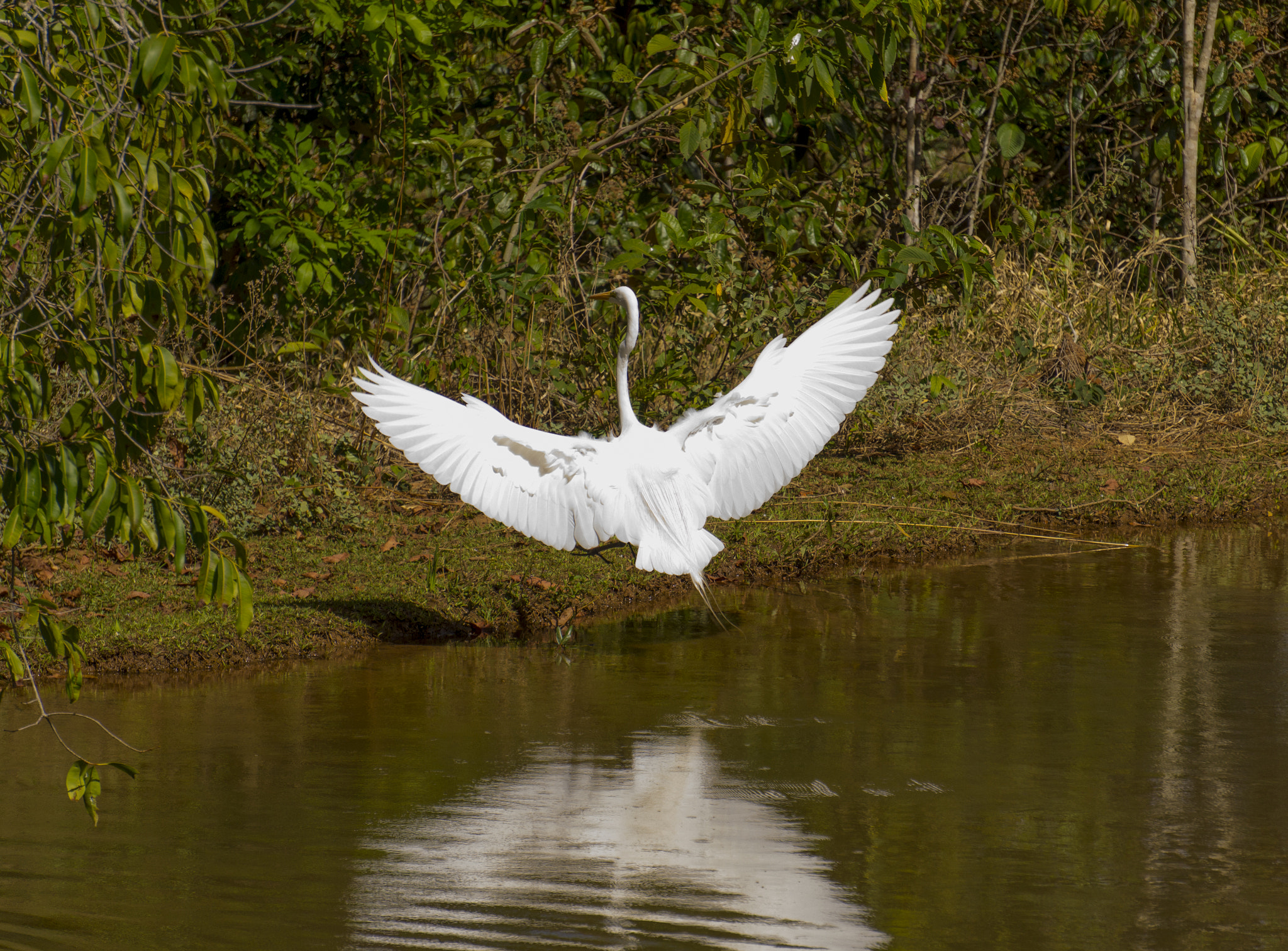 Sony Alpha a3500 sample photo. Egret photography