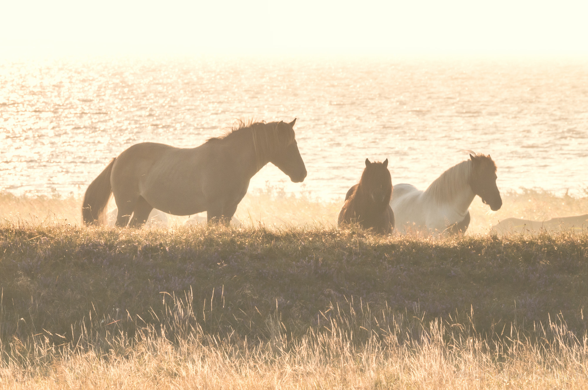 Nikon D300 sample photo. Pferde in der morgensonne photography