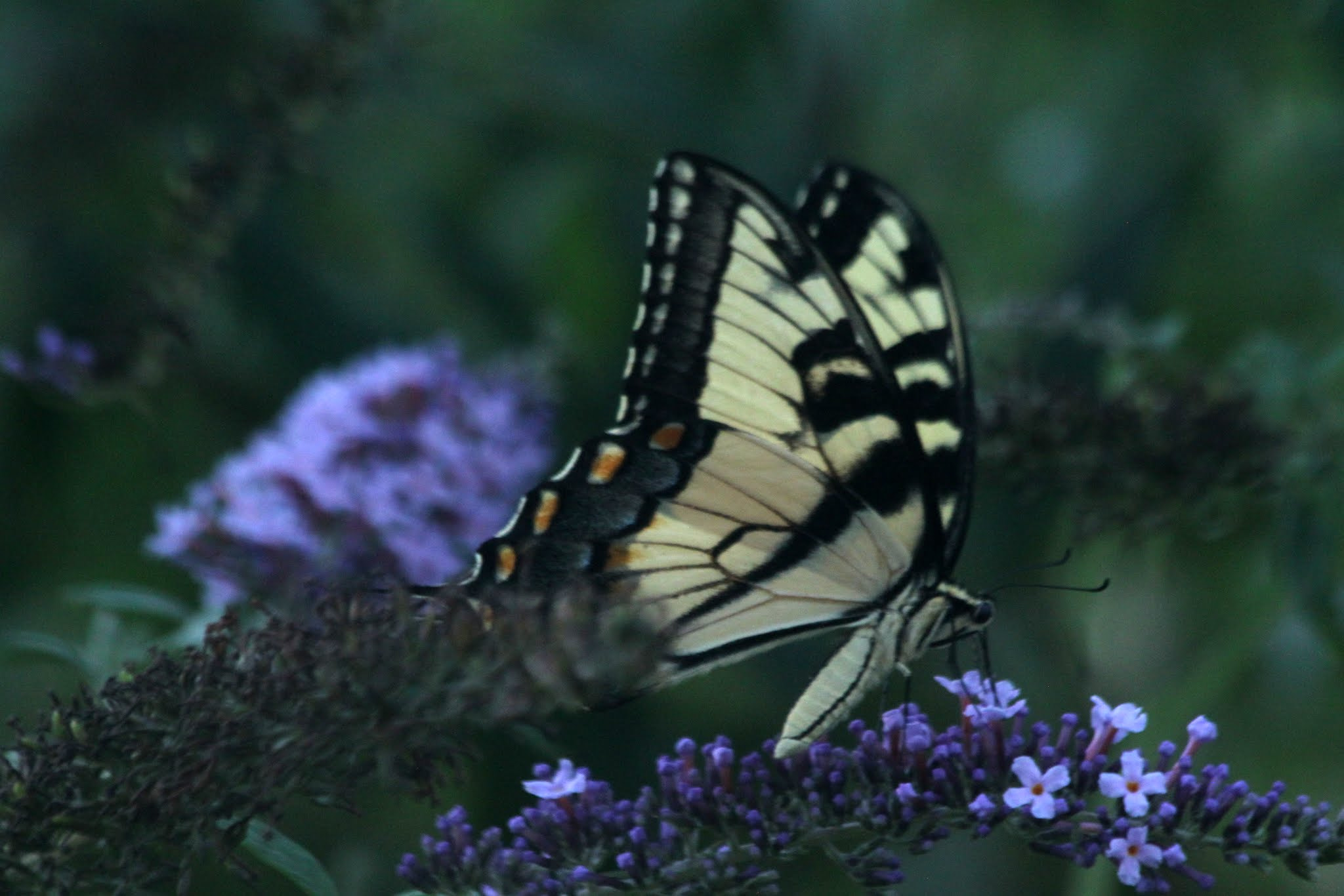 Canon EF 70-300mm F4-5.6 IS USM sample photo. Glowing wings photography